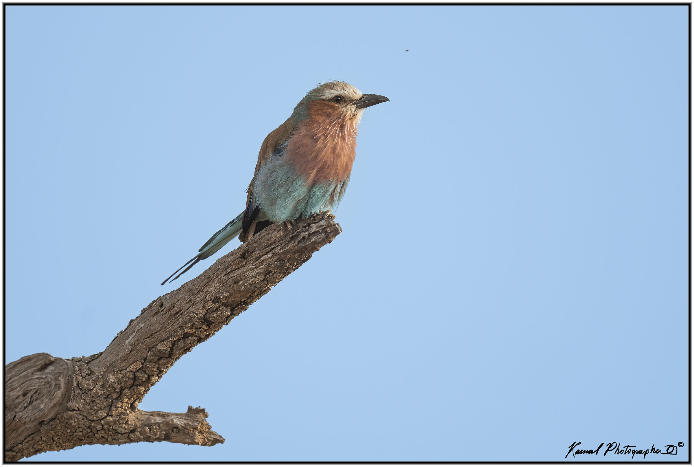 European rollerlilac