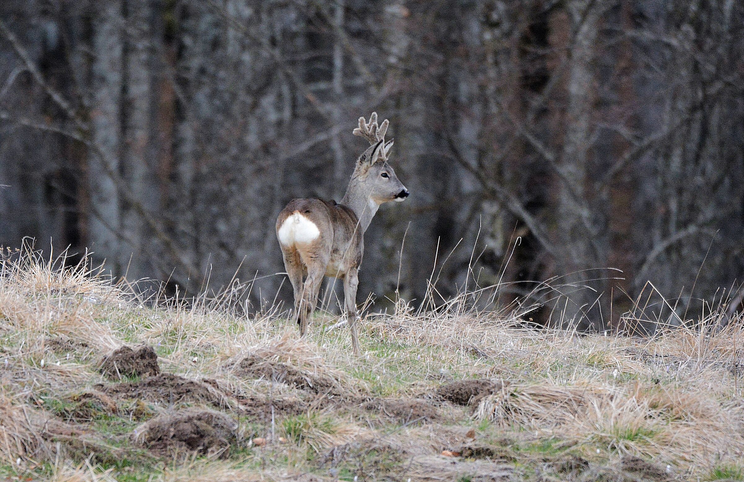 Roebuck