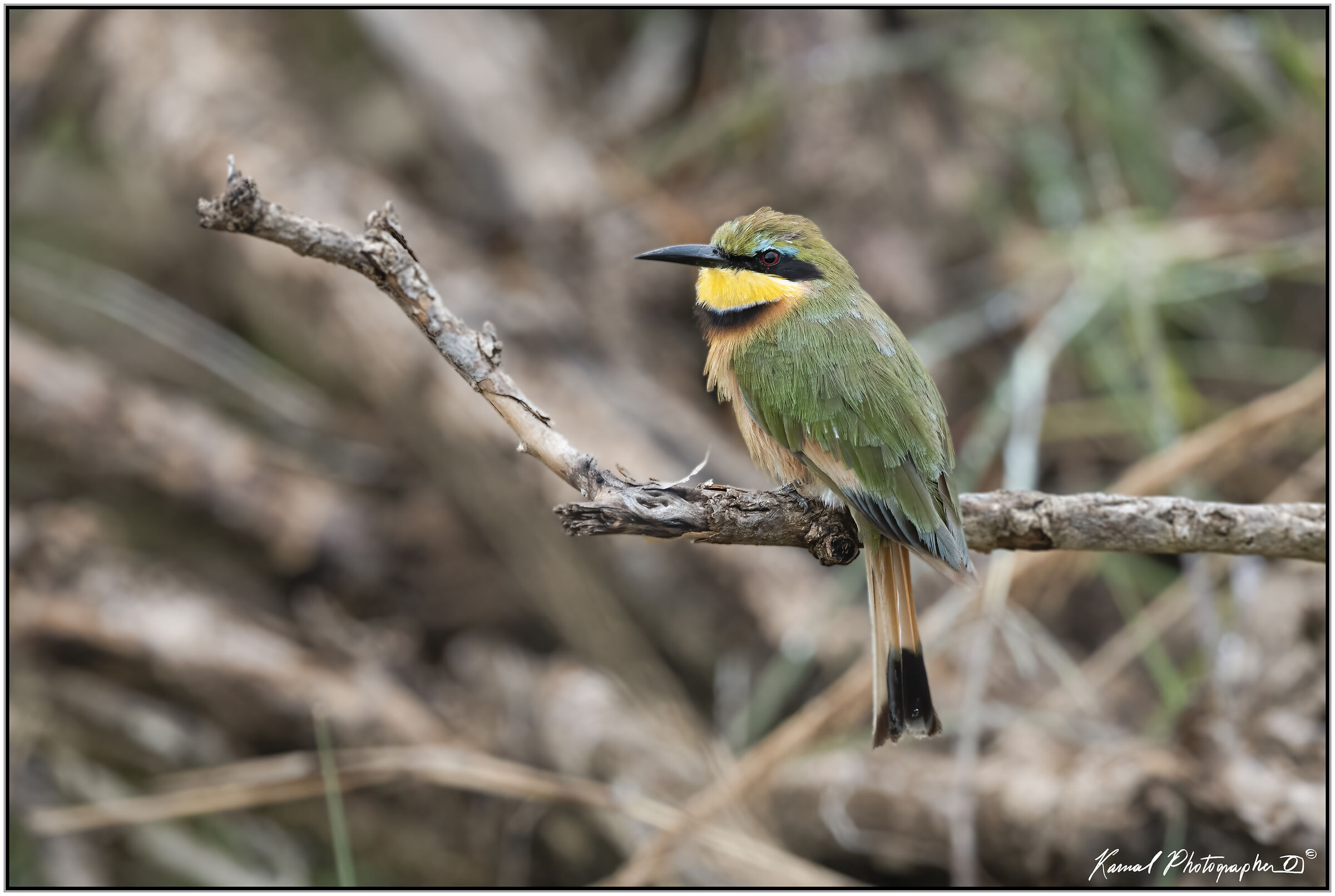 Bee-eater (Merops pusillus)