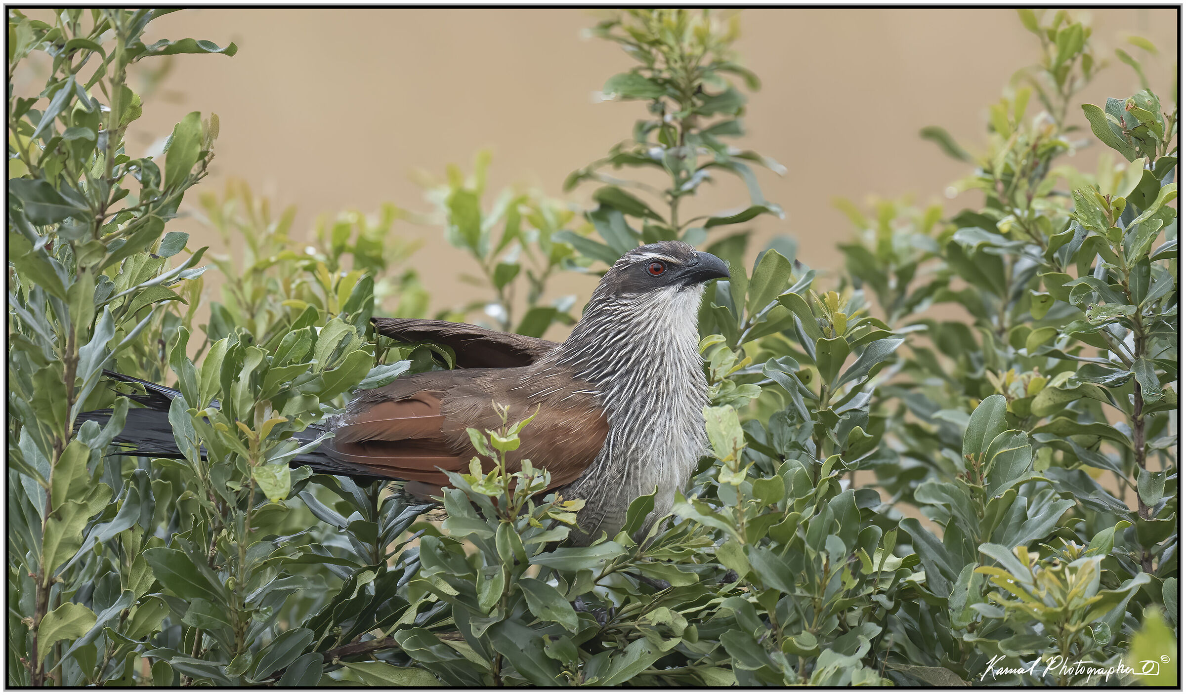 White-browed coucal(Centropus superciliosus)