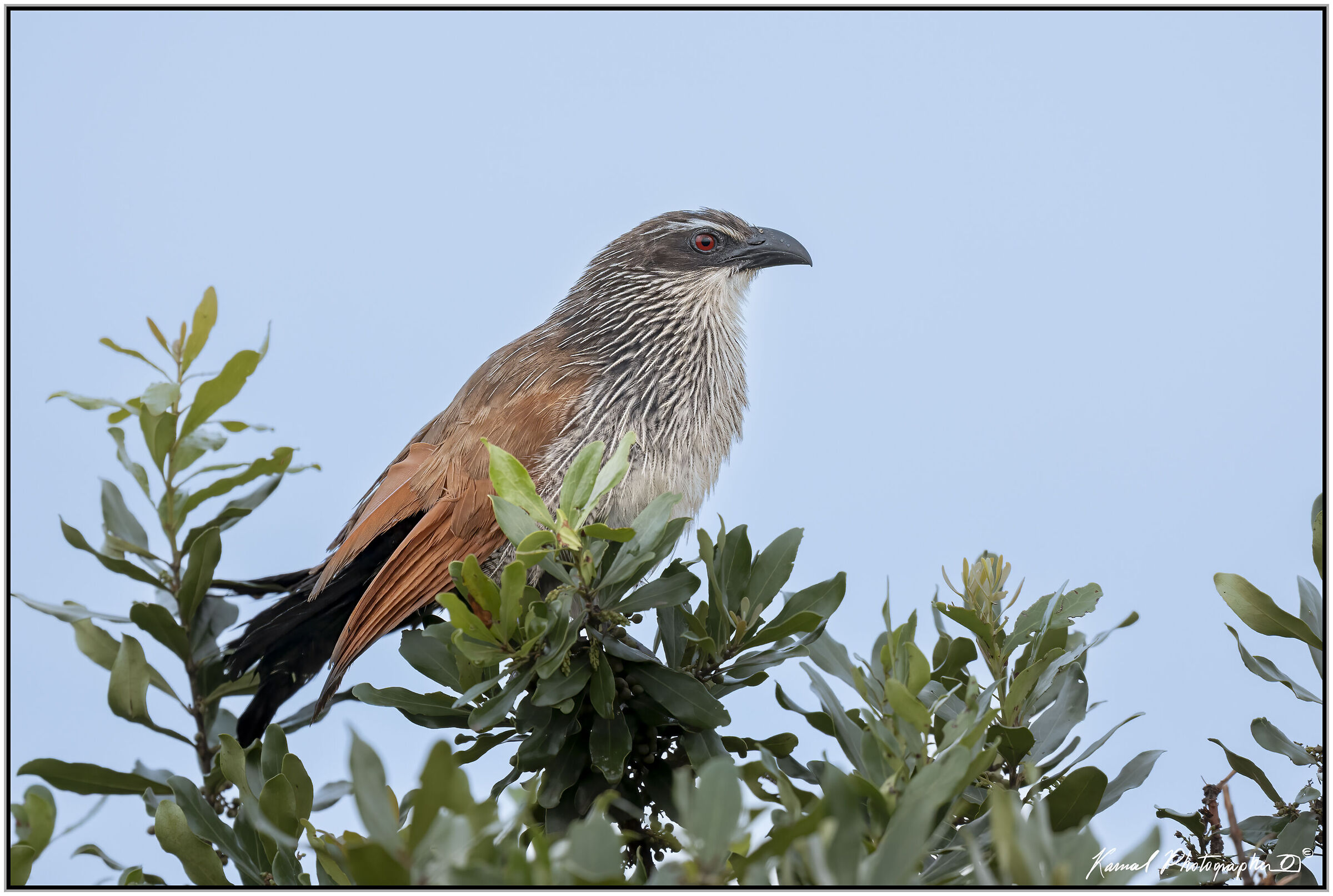 White-browed coucal(Centropus superciliosus)