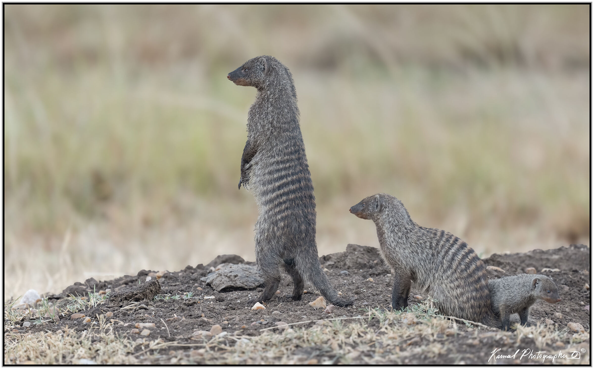 Striped mongoose (Mungos mungo)