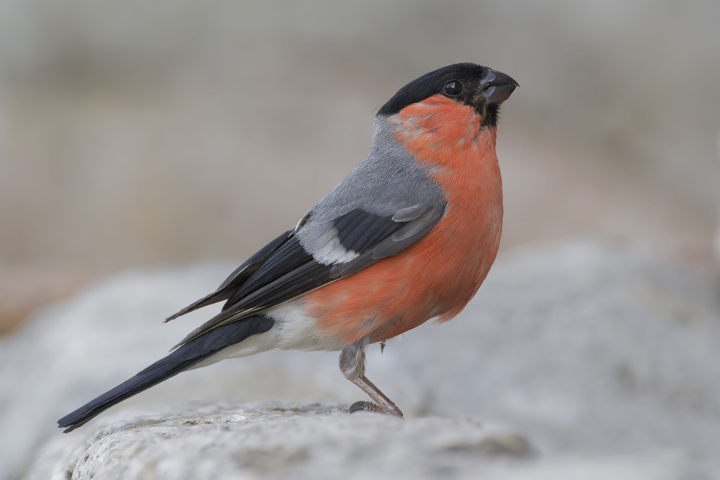 Bullfinch