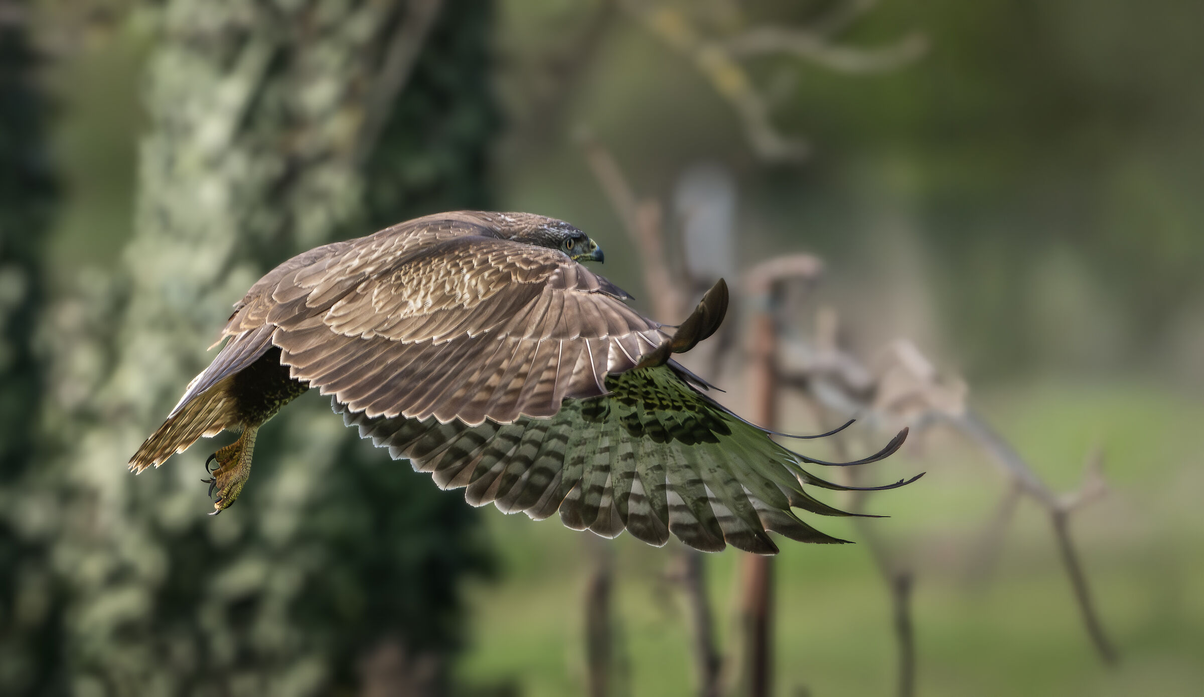 Buzzard