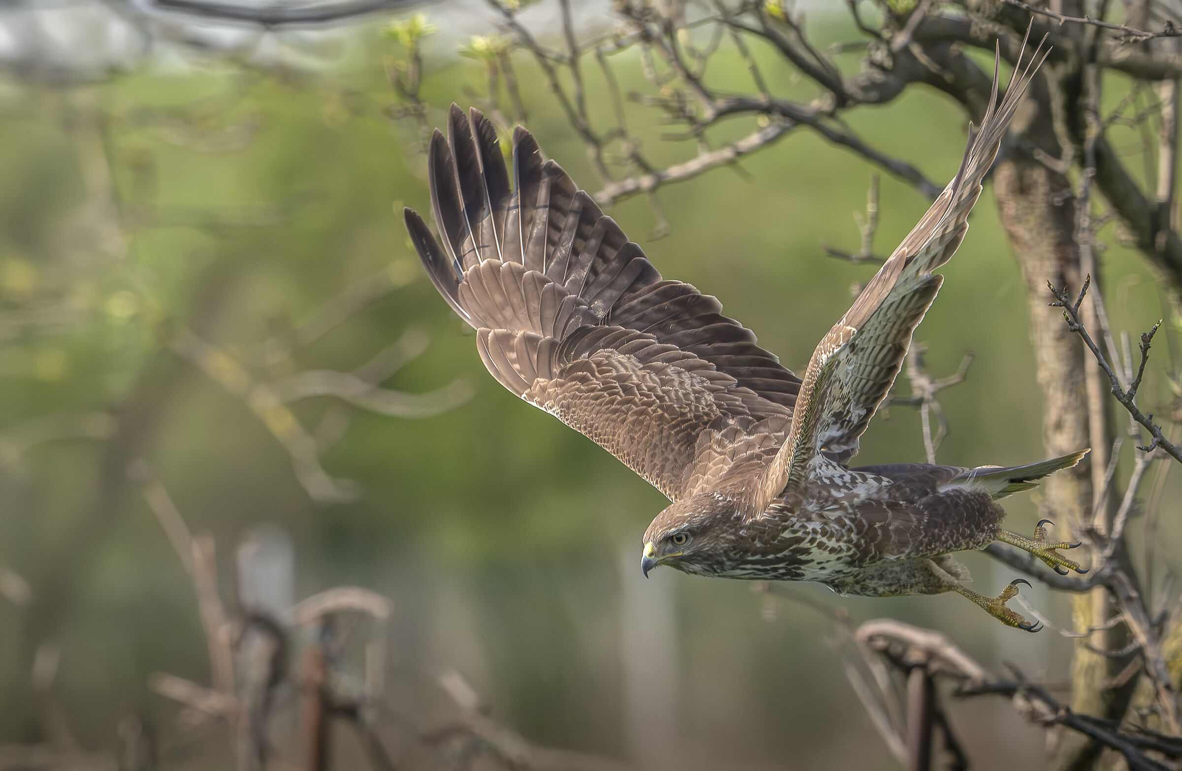 Buzzard