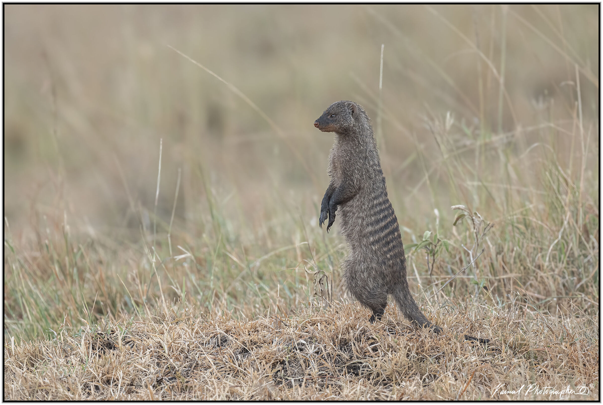 Striped mongoose (Mungos mungo)