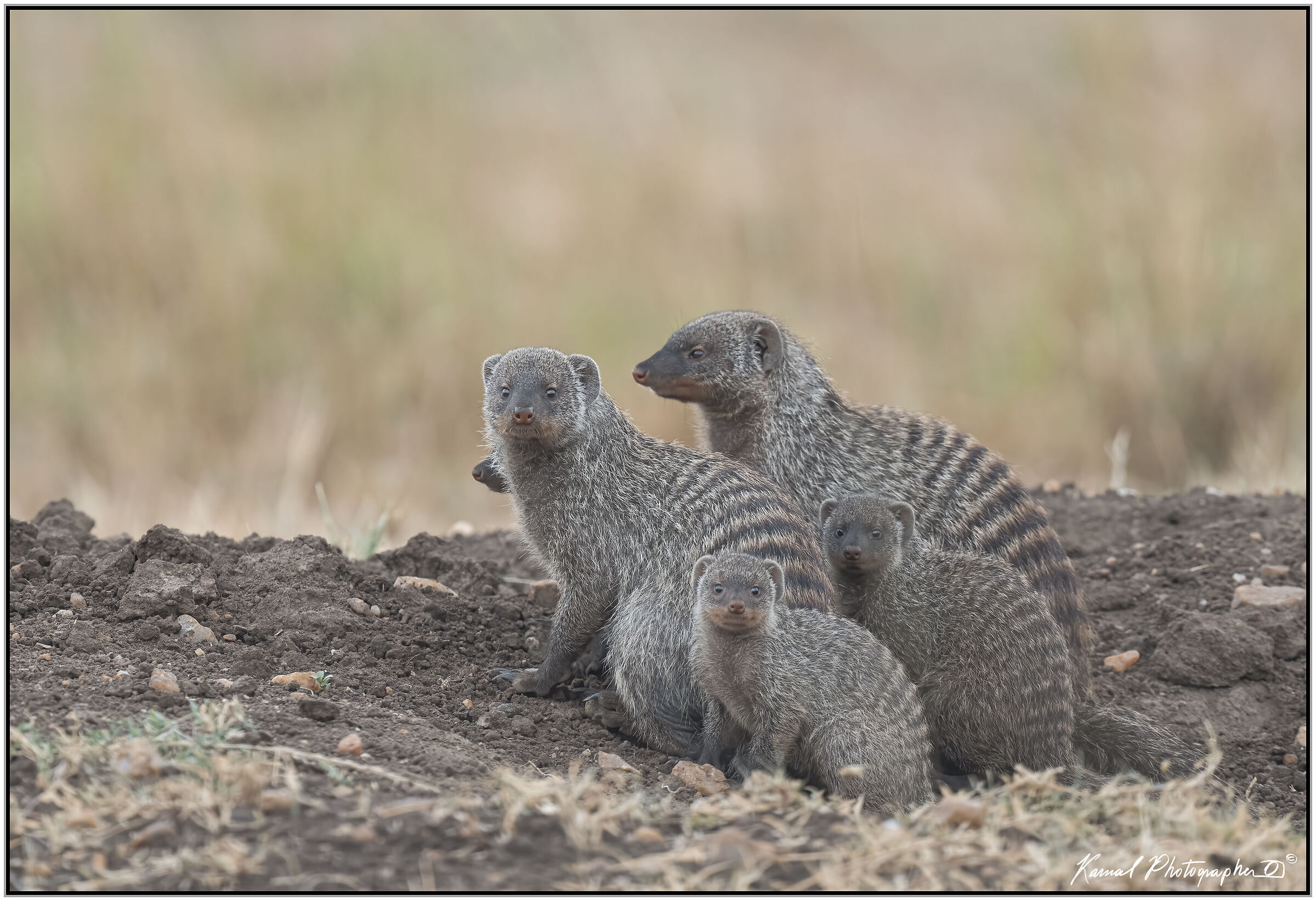 Striped mongoose (Mungos mungo)