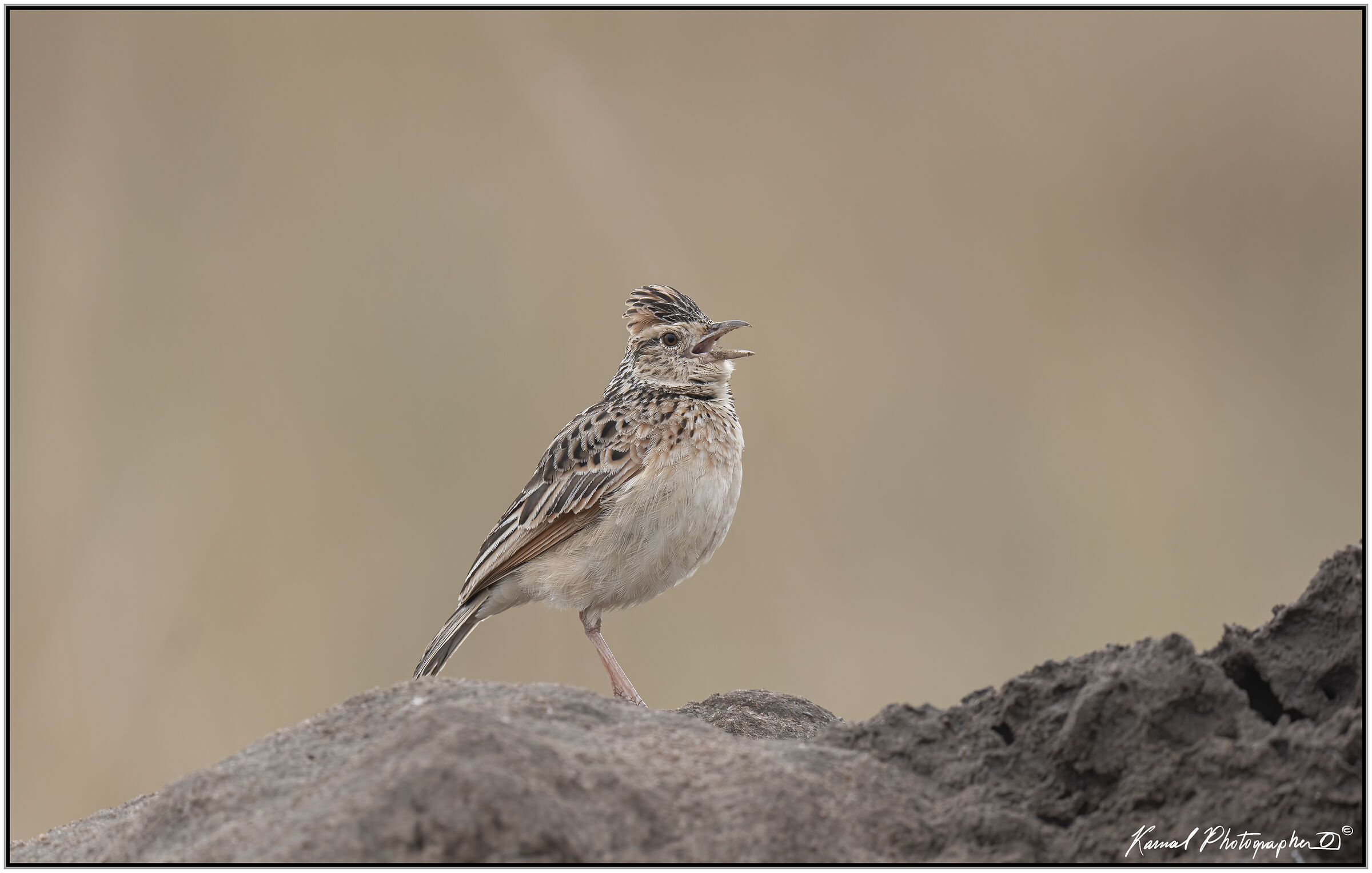 Mirafra africana(Rufous-naped greenlet)