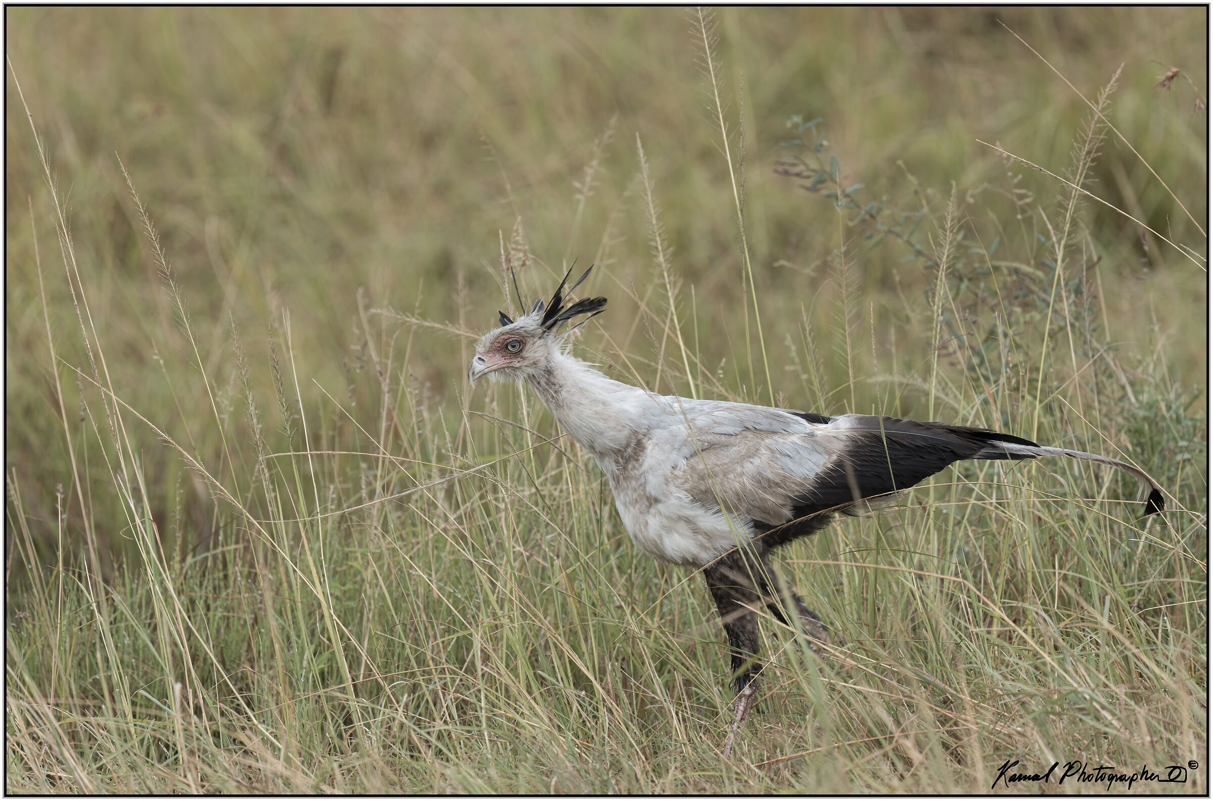 Serpentarius (Sagittarius serpentarius)