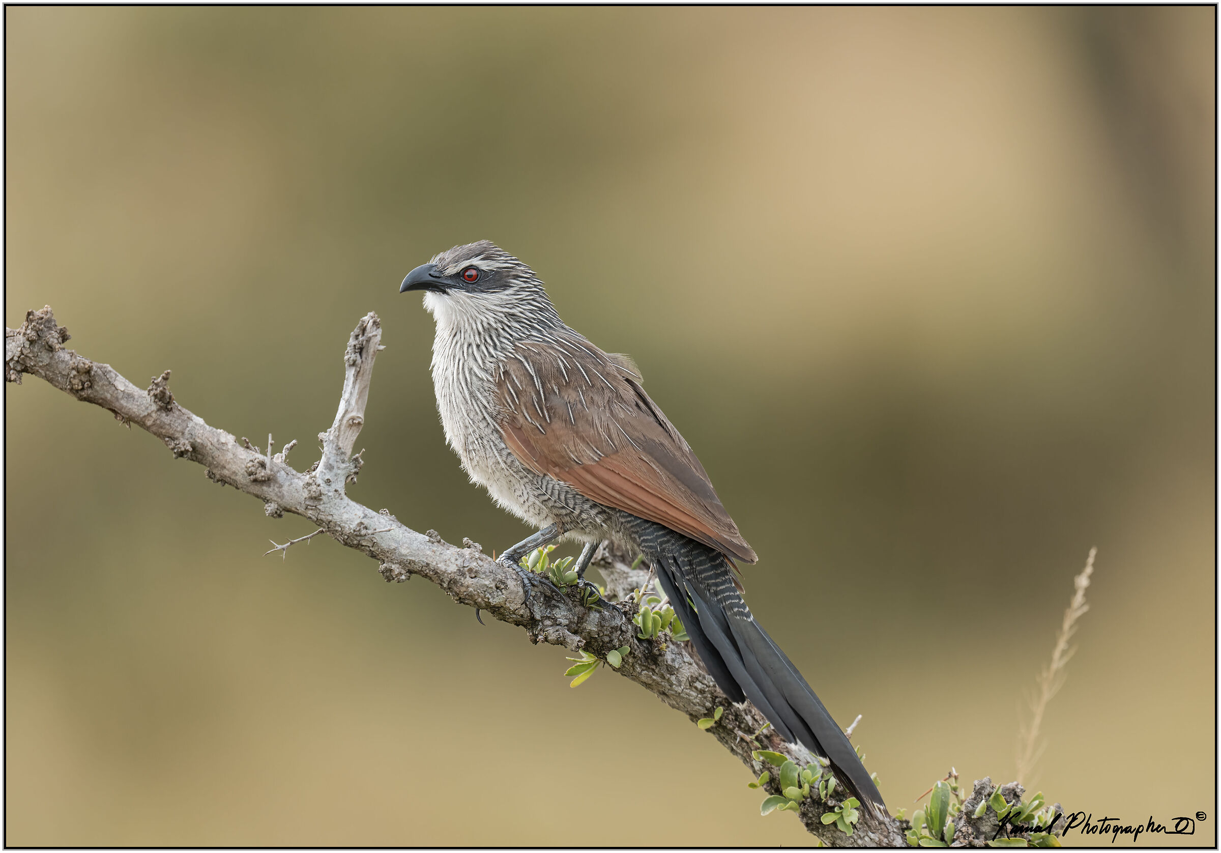 White-browed coucal(Centropus superciliosus)