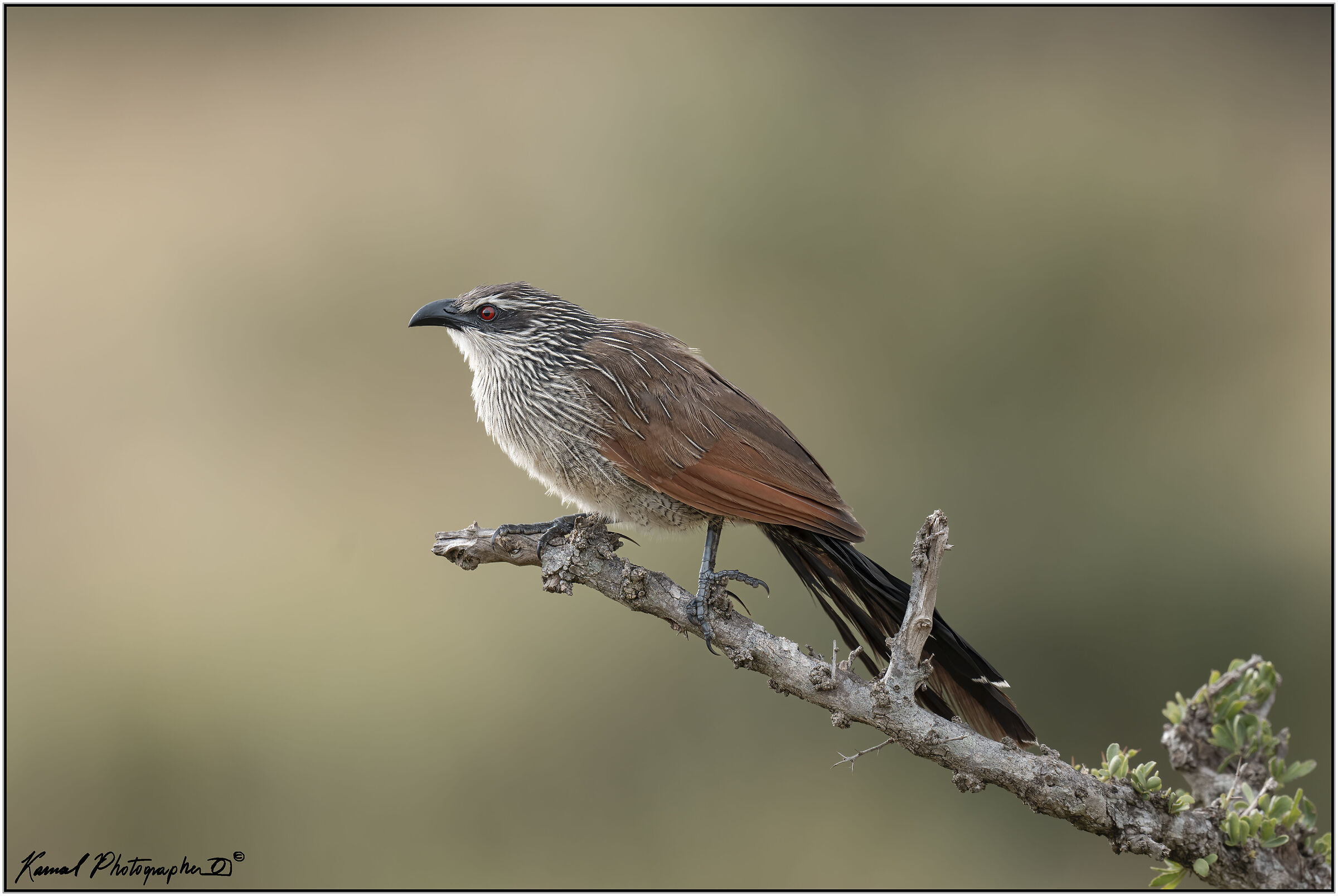 White-browed coucal(Centropus superciliosus)