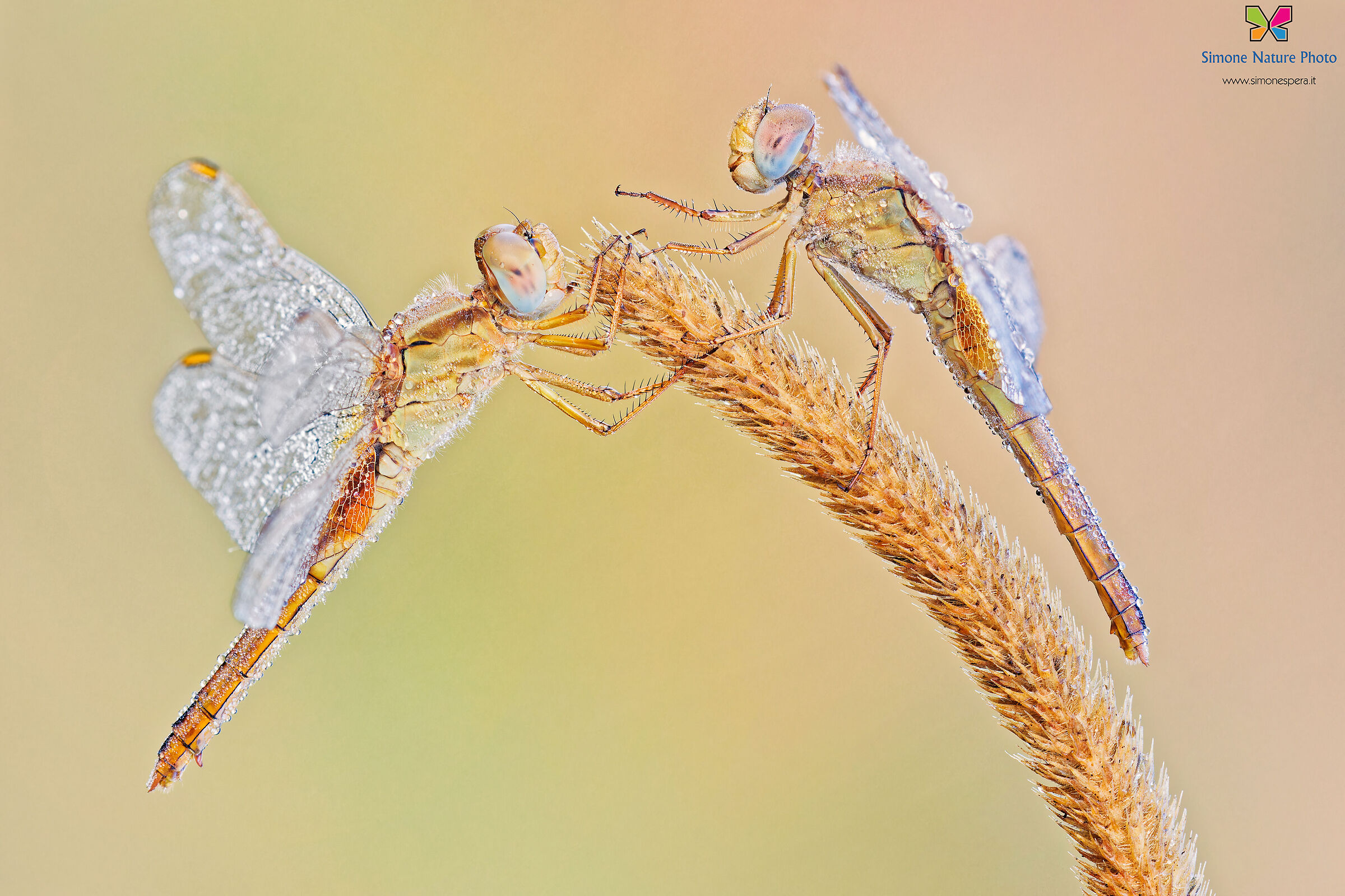 Crocothemis erythraea ²