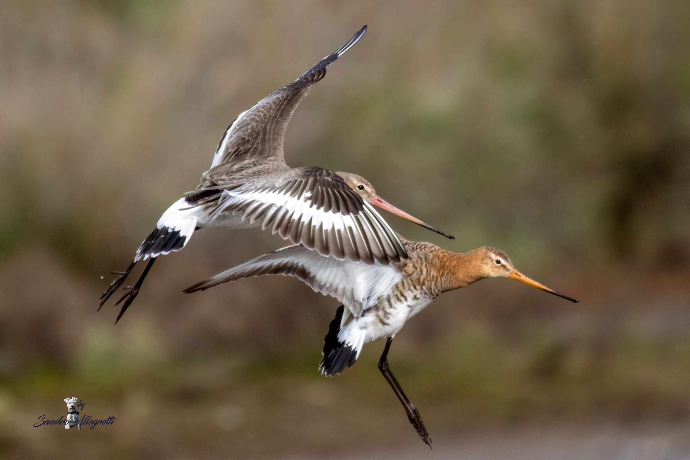 La pittima reale (Limosa limosa)