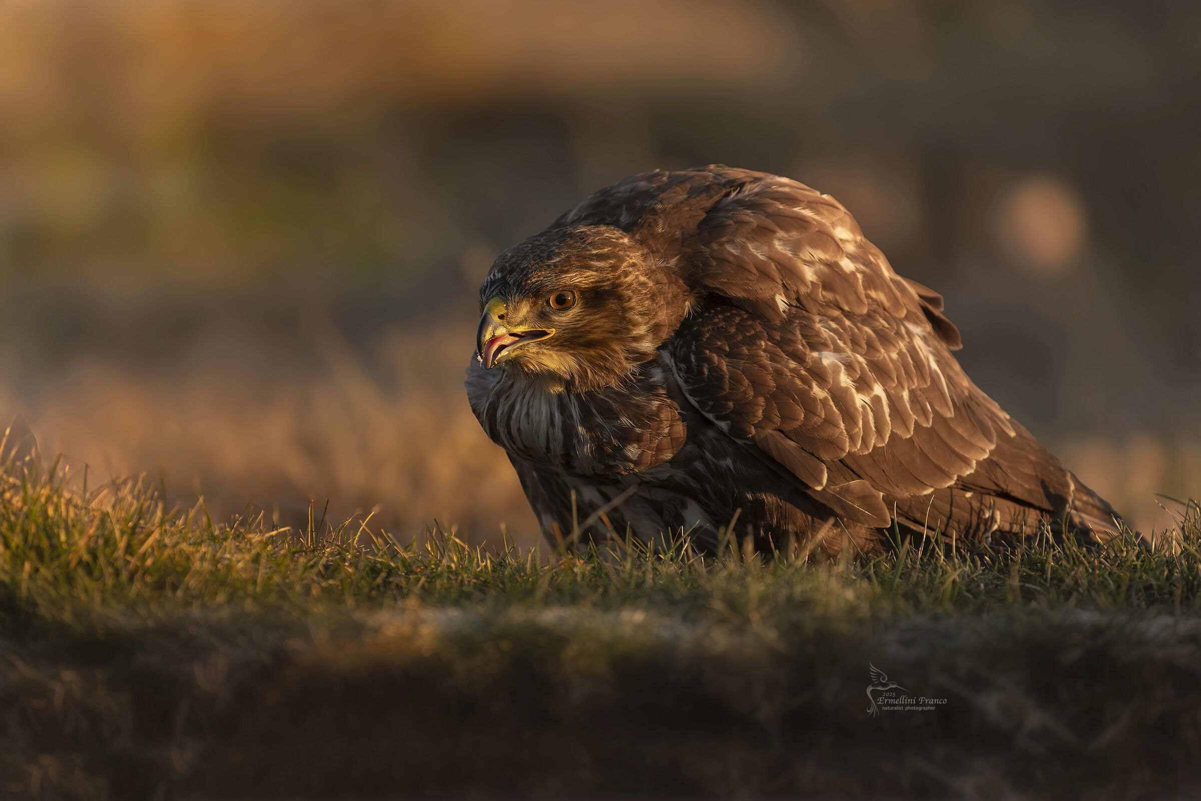Buzzard