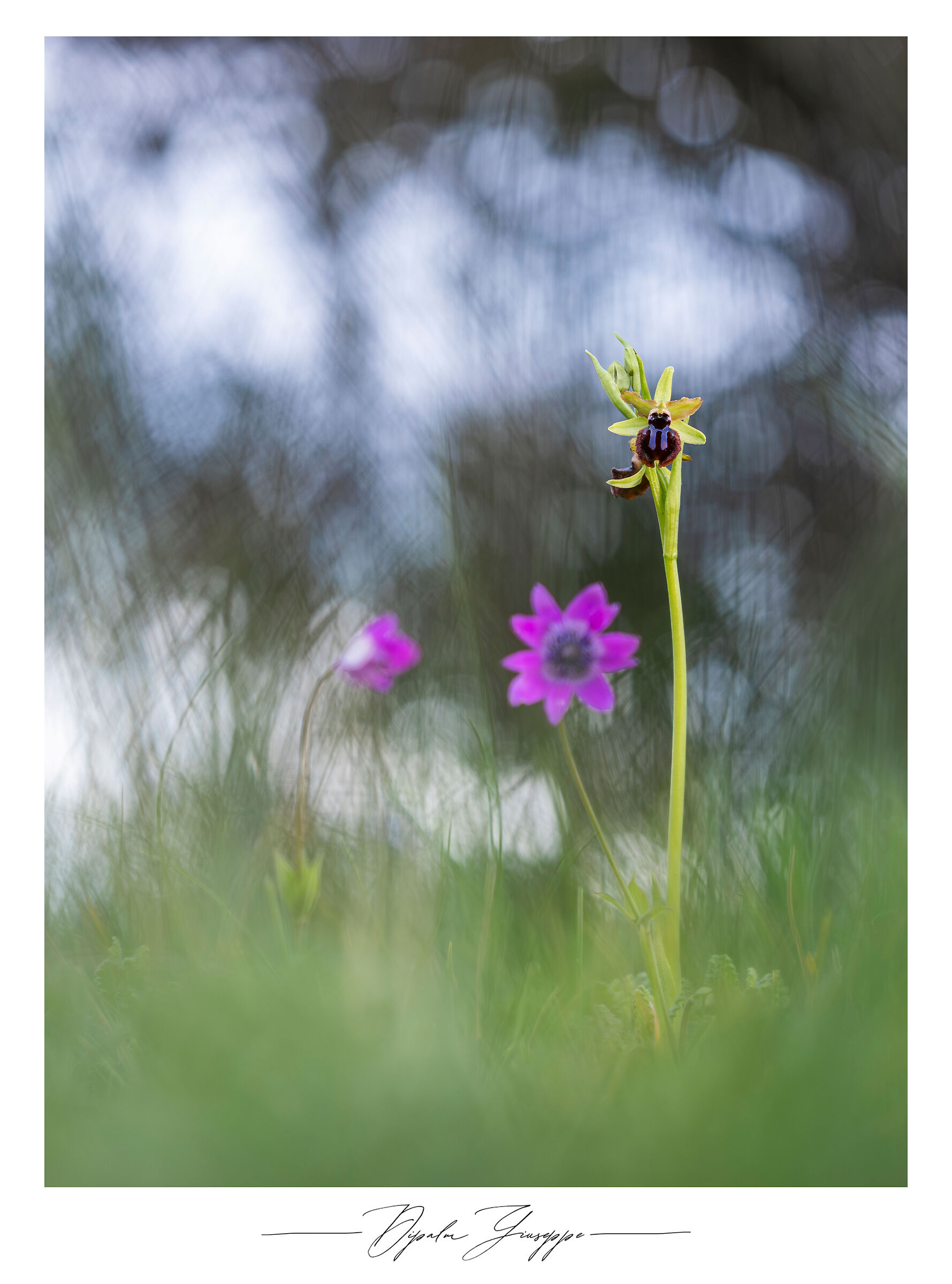 Ophrys sphegodes subsp. passionis