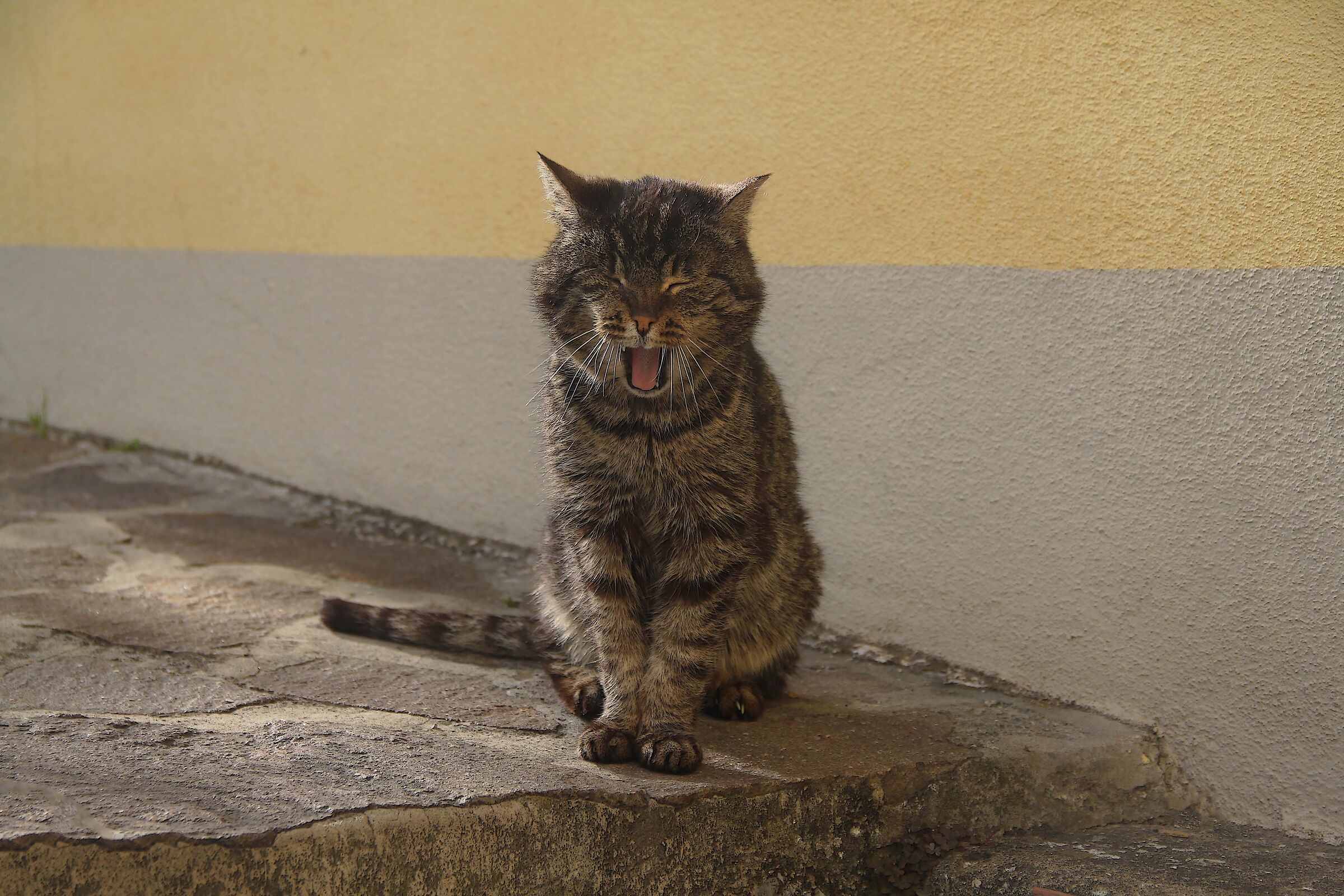 You humans are funny...