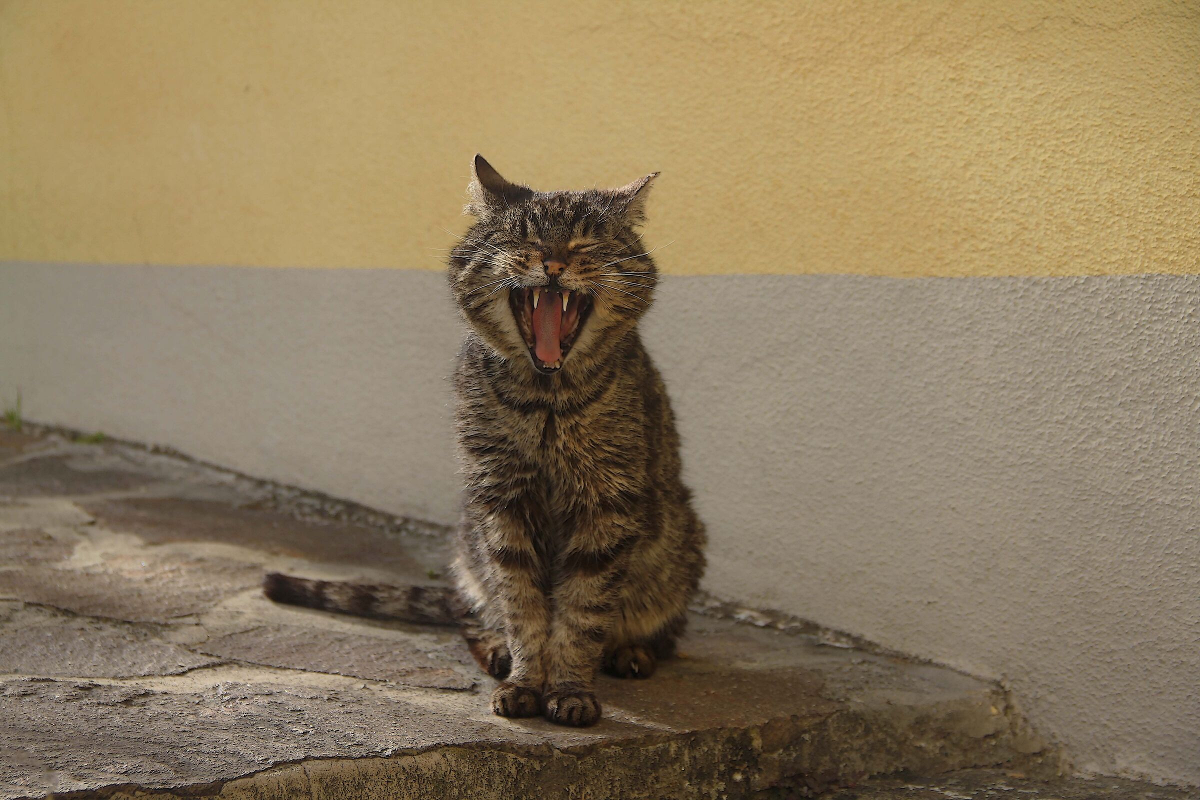 You humans continue to be funny...