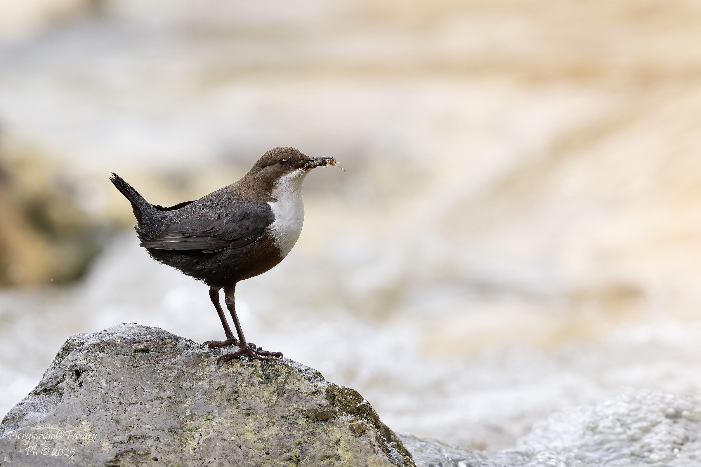 White-throated dipper