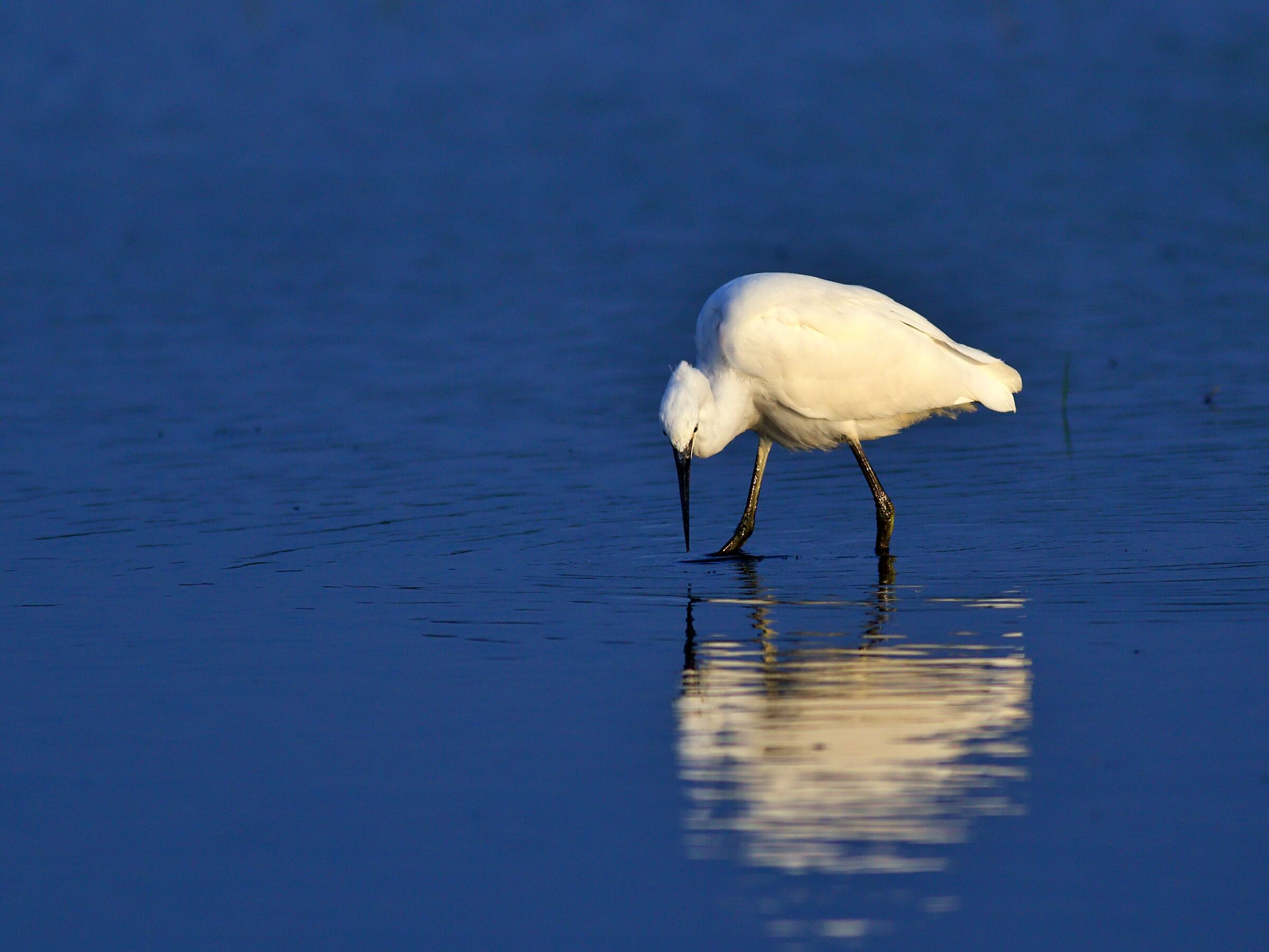 Egret
