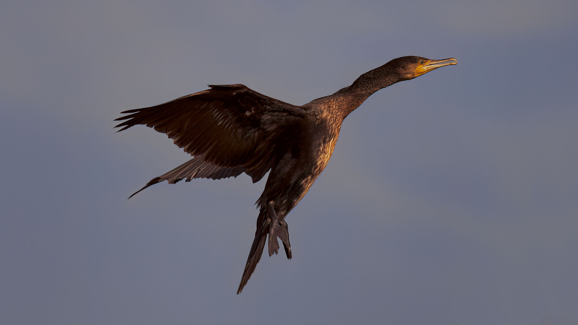Cormorano elettricista