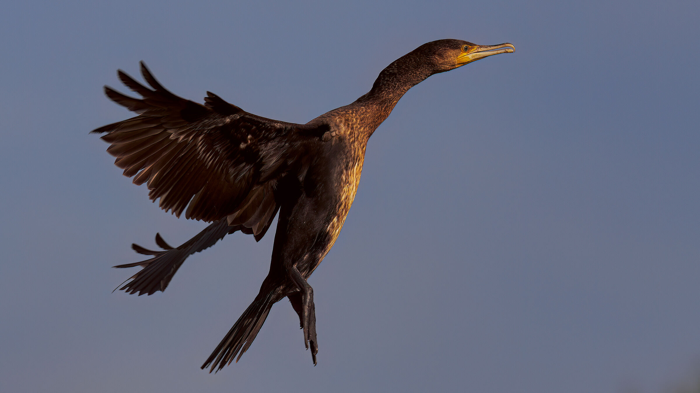 Cormorano elettricista2