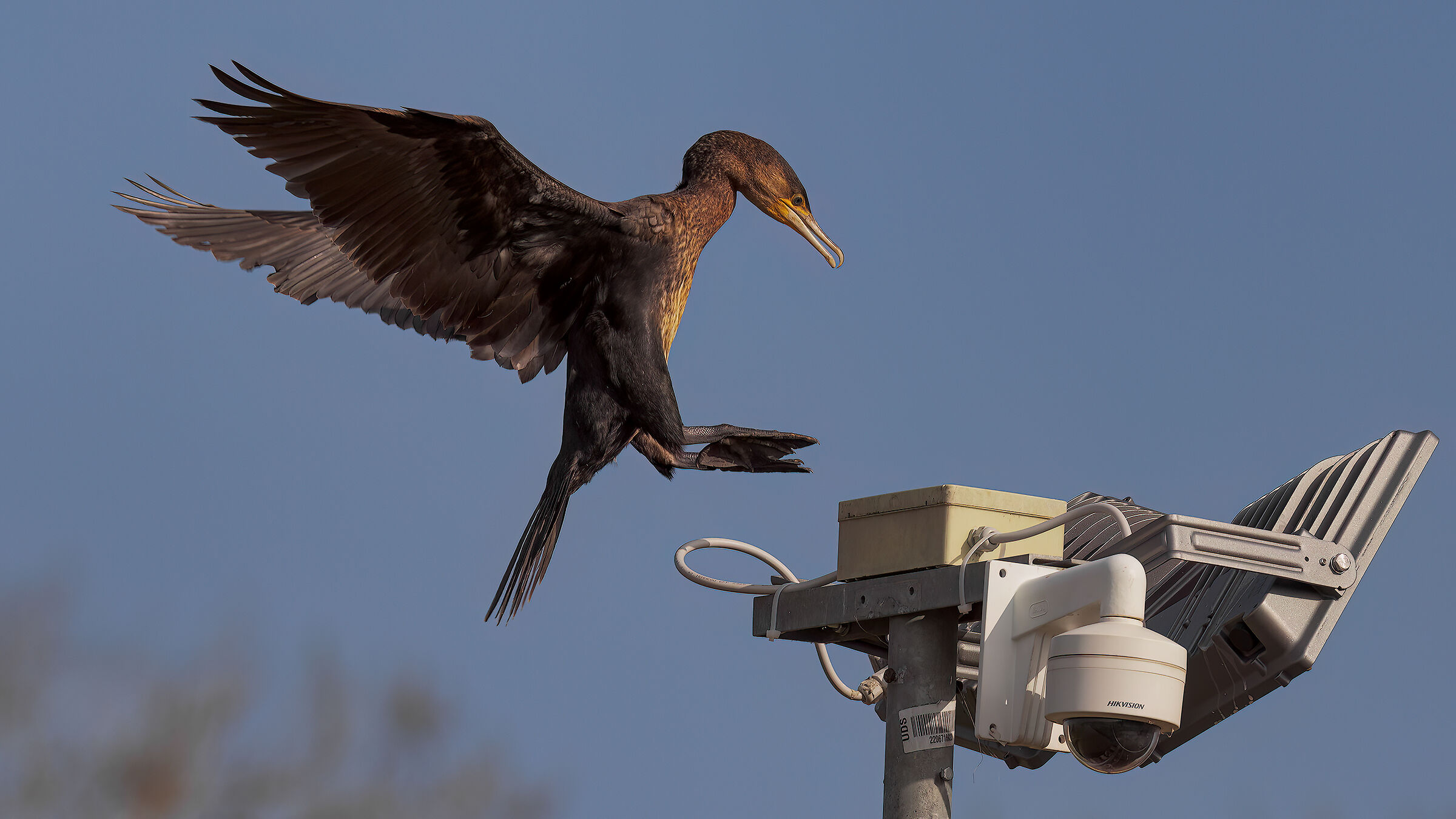 Cormorano elettricista3