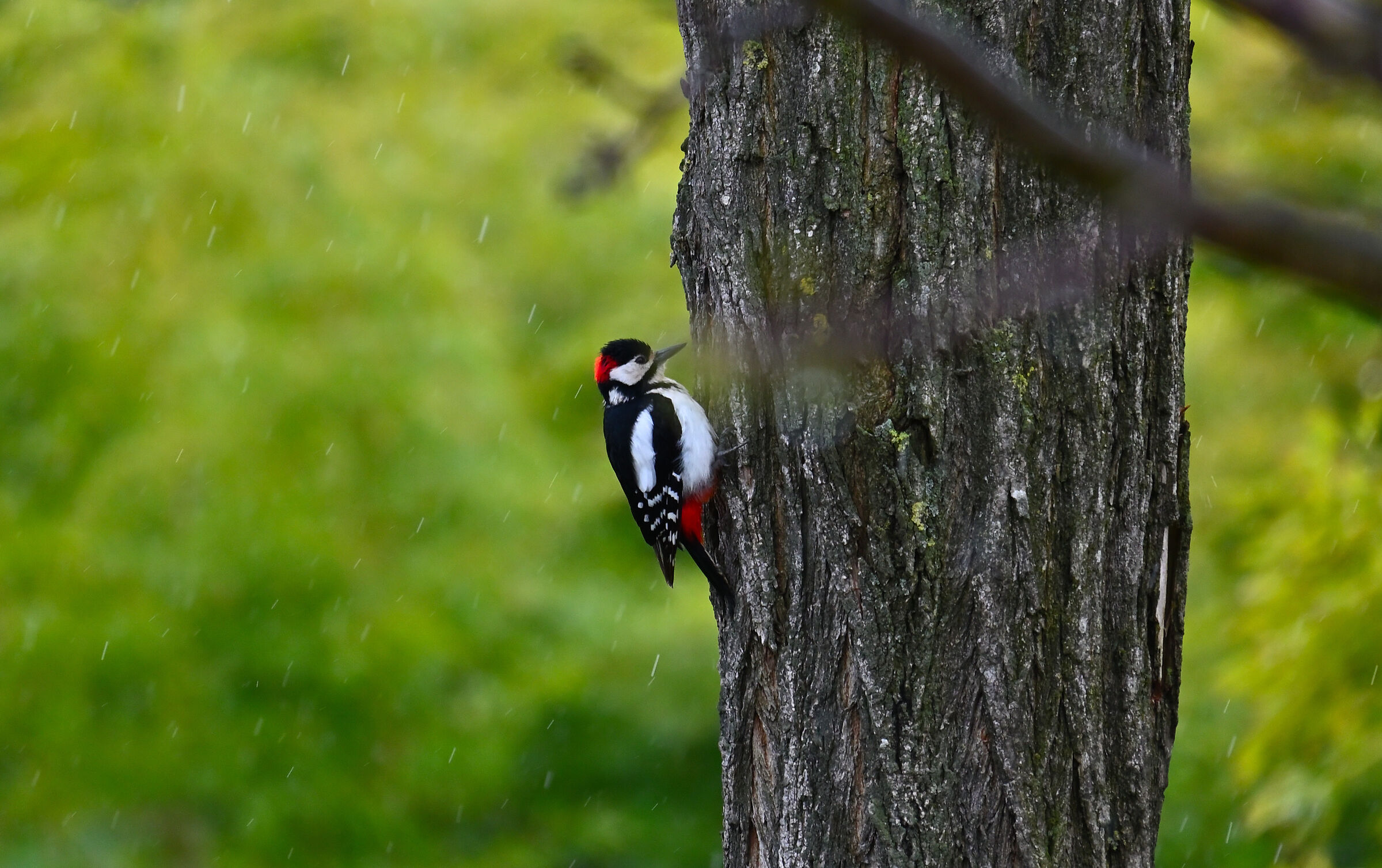 Woodpecker