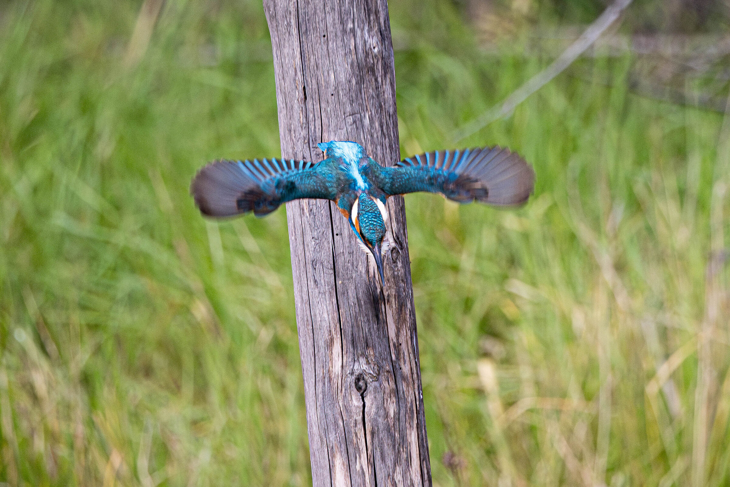 Martin Pescatore in tuffo
