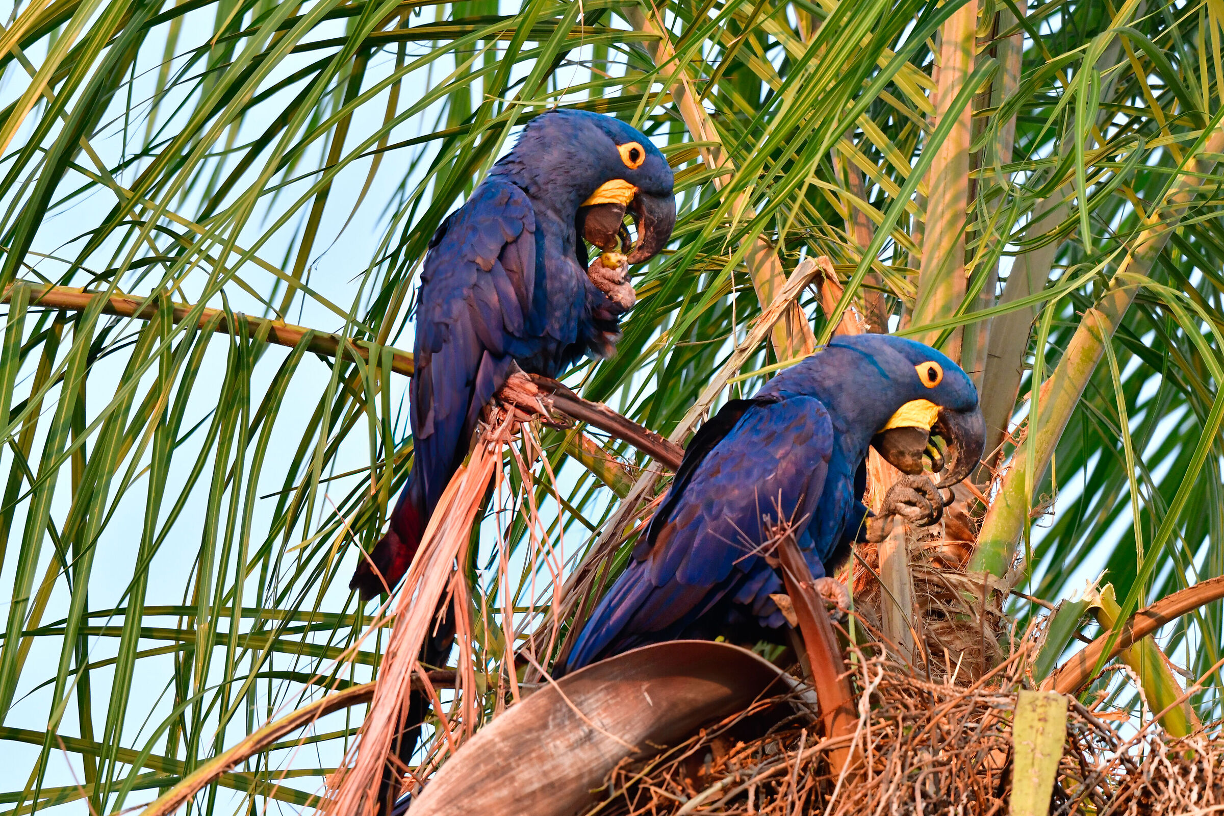 Hyacinth macaws