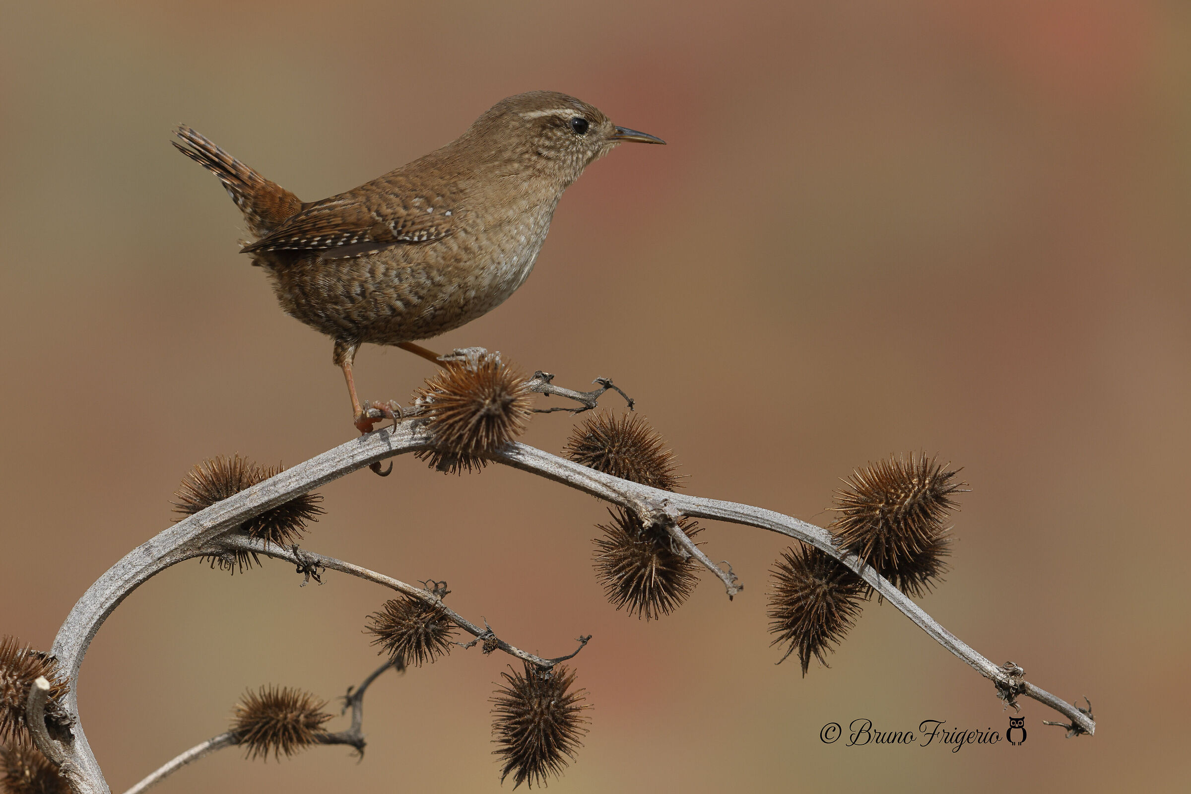 wren