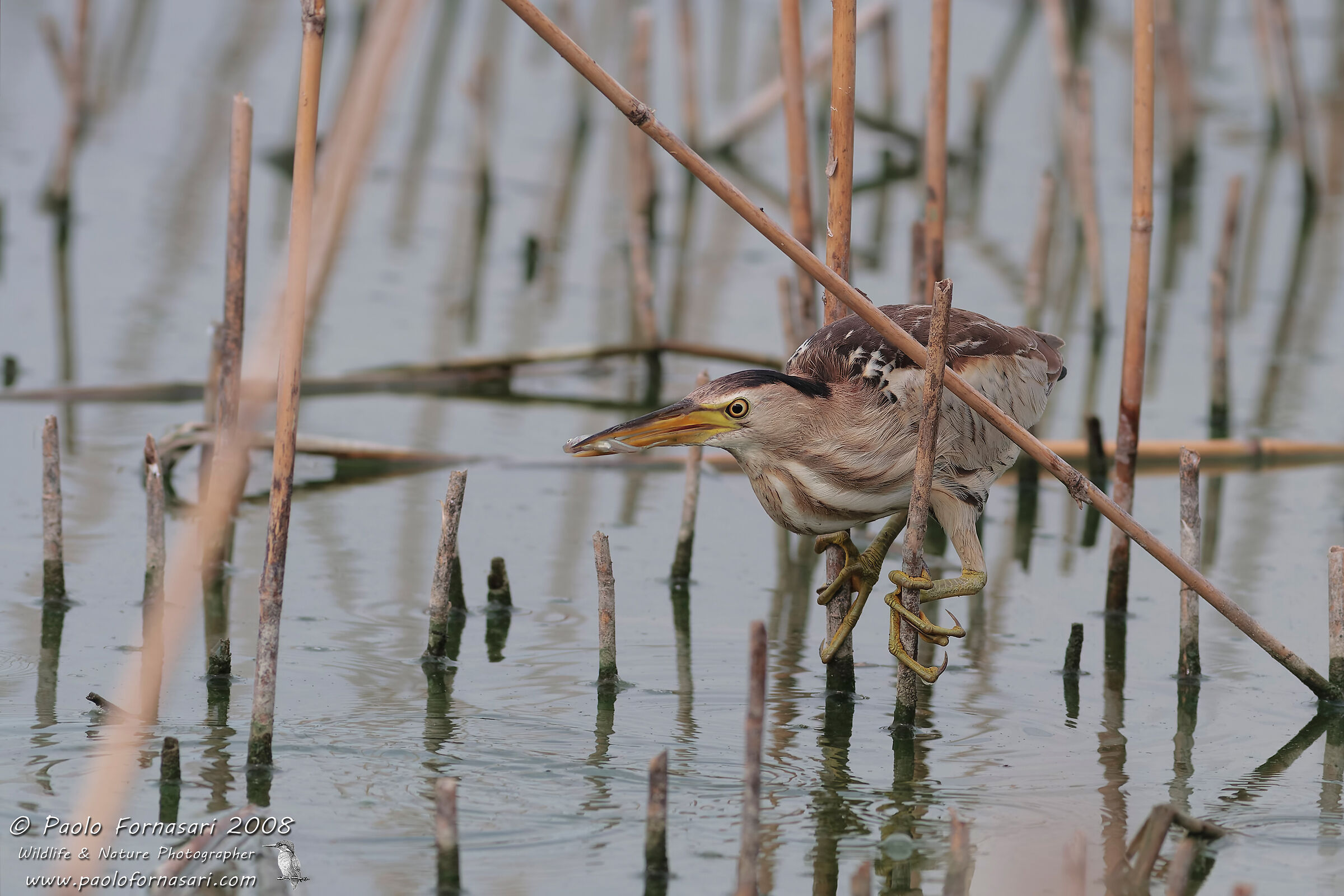 Little bittern