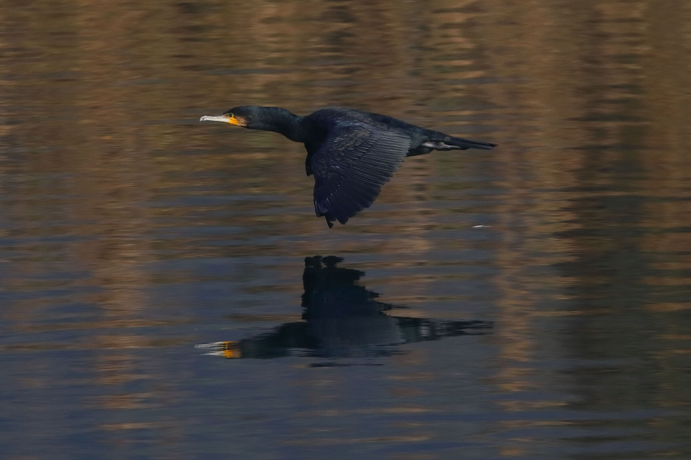Cormorano 16 novembre 2024 - 0002