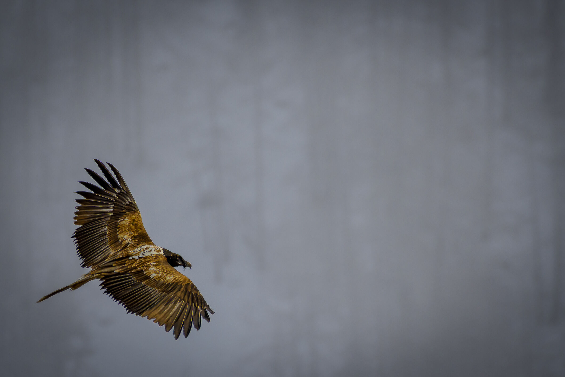 Young Bearded Vulture
