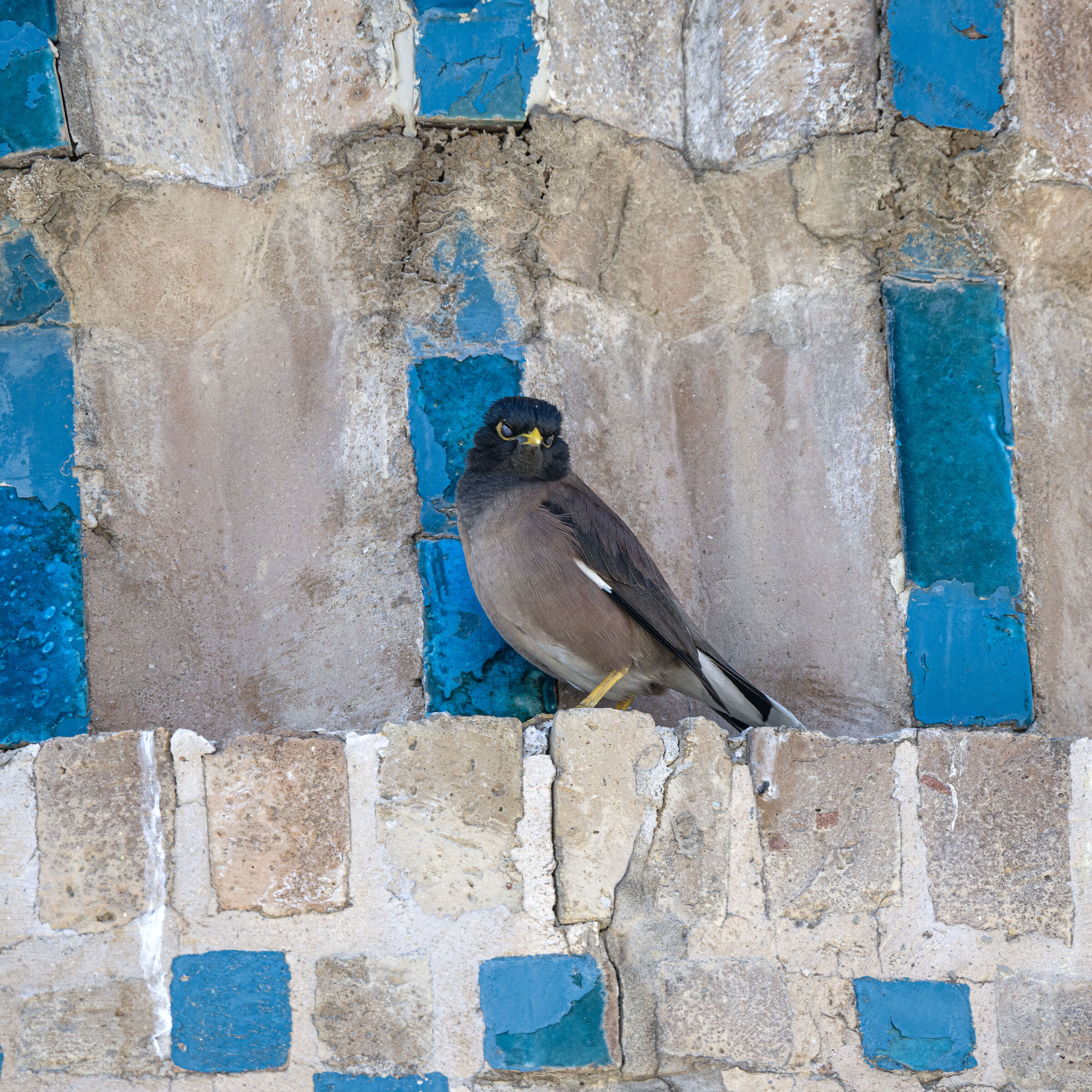 Uzbekistan 2025 - Bukhara (8)