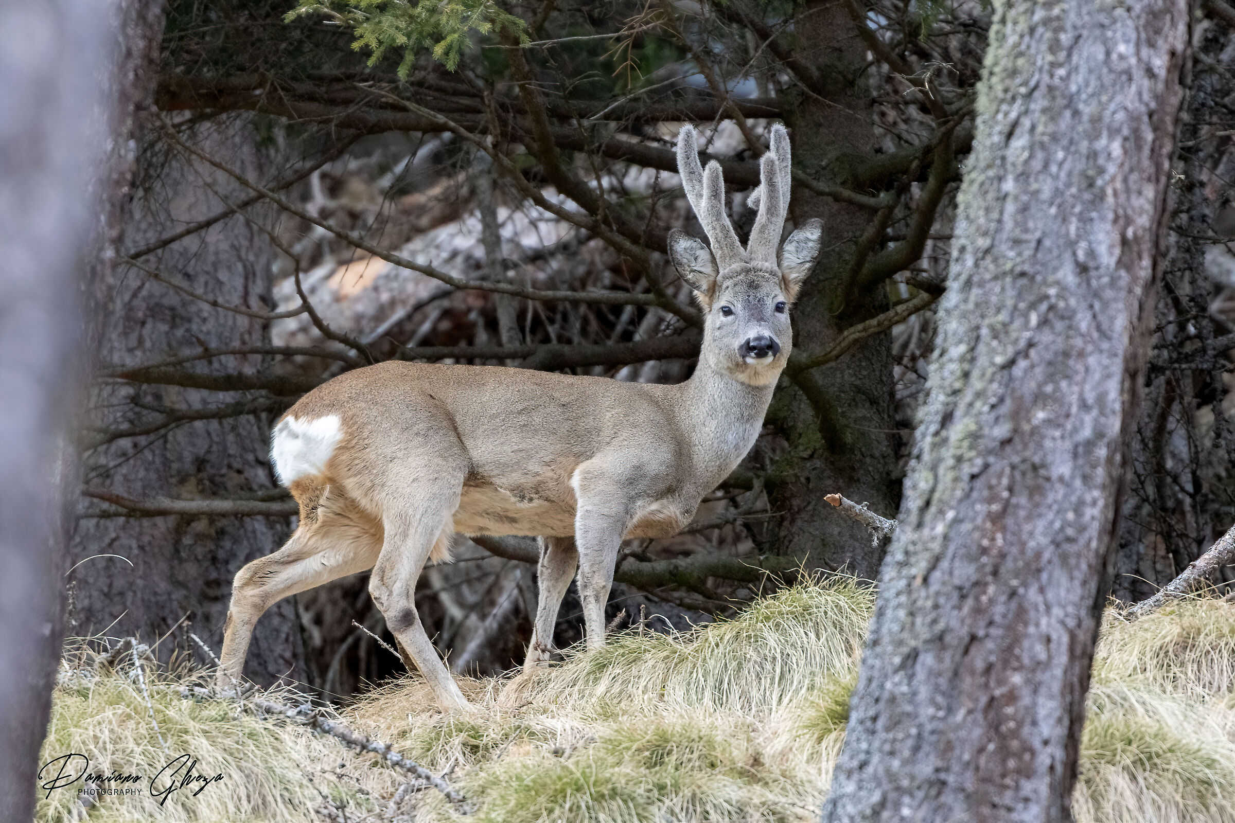Capriolo
