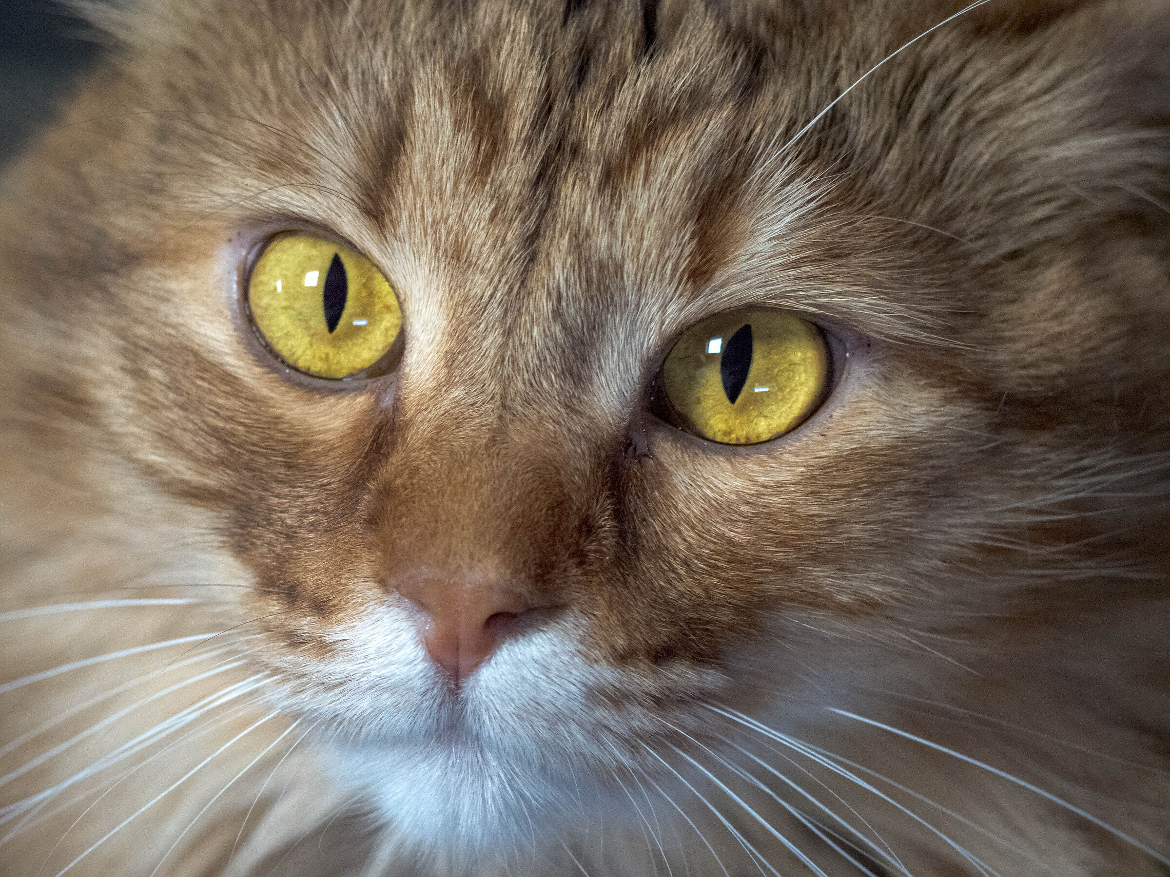 Athena