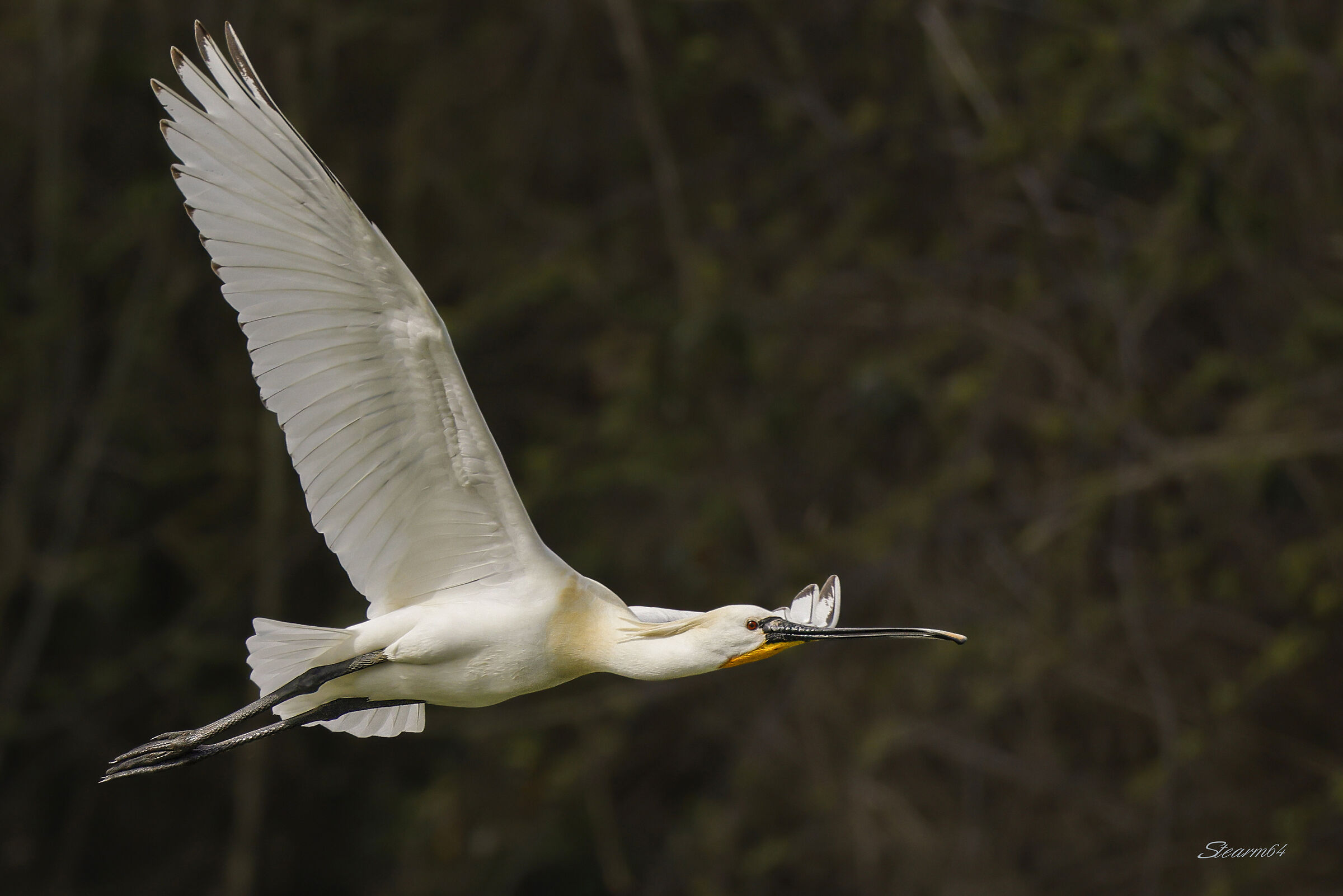 Spatula in flight