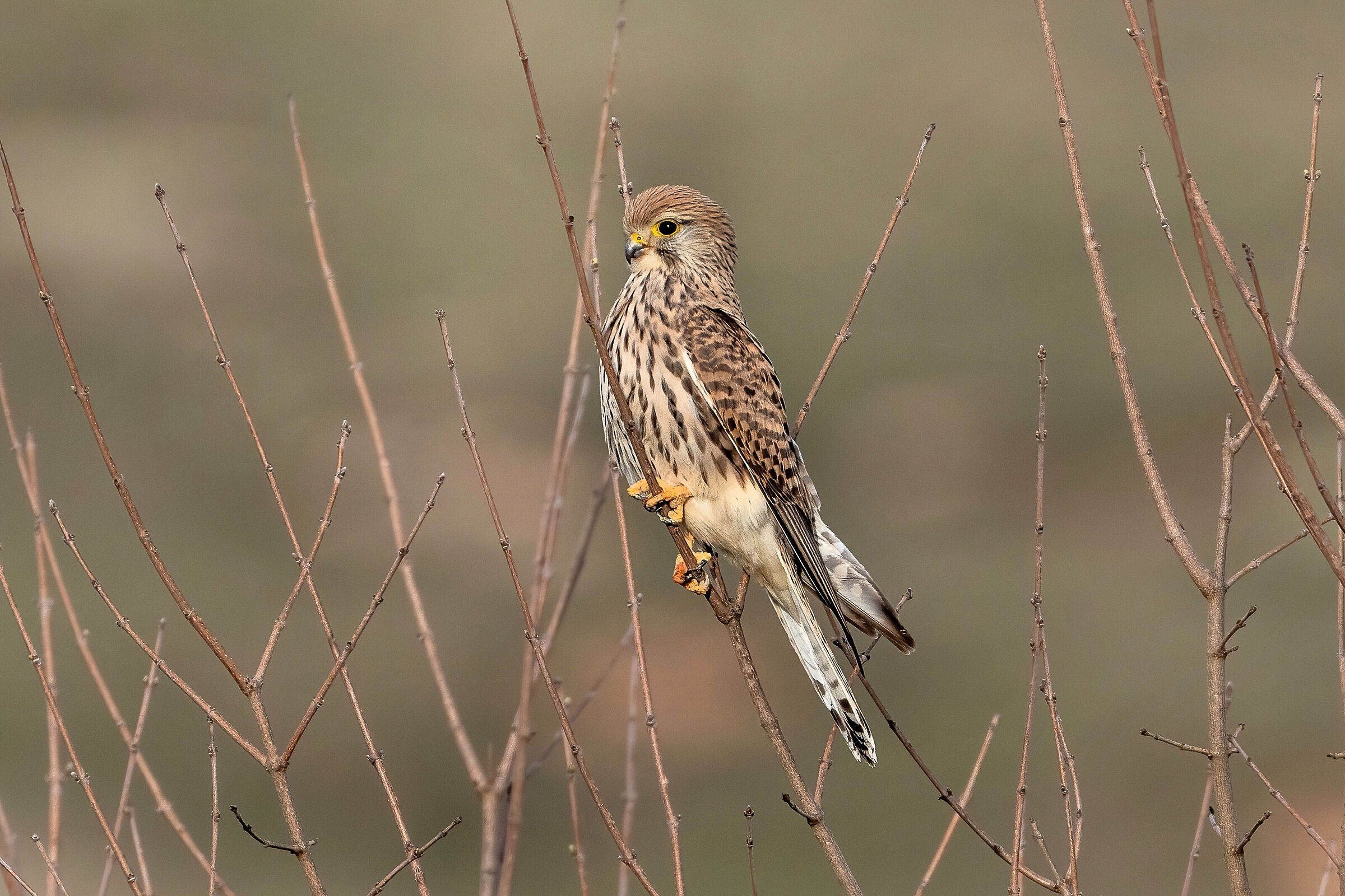 Gheppio (Falco tinnunculus)