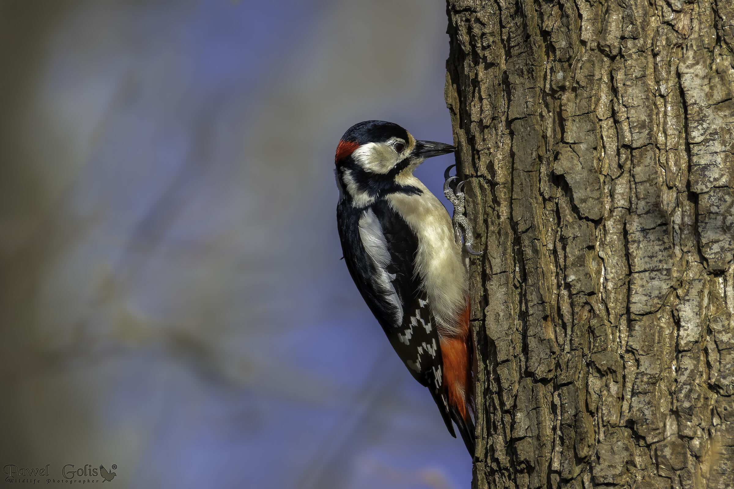 The great spotted woodpecker (Dendrocopos major)