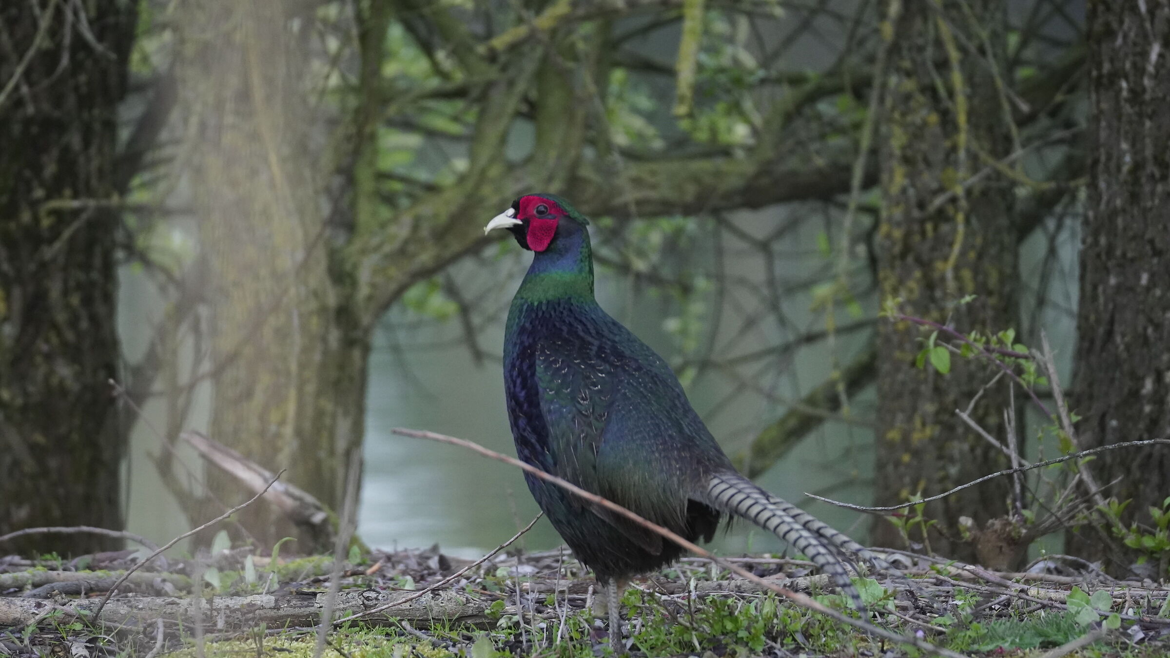 Male Gloomy Pheasant