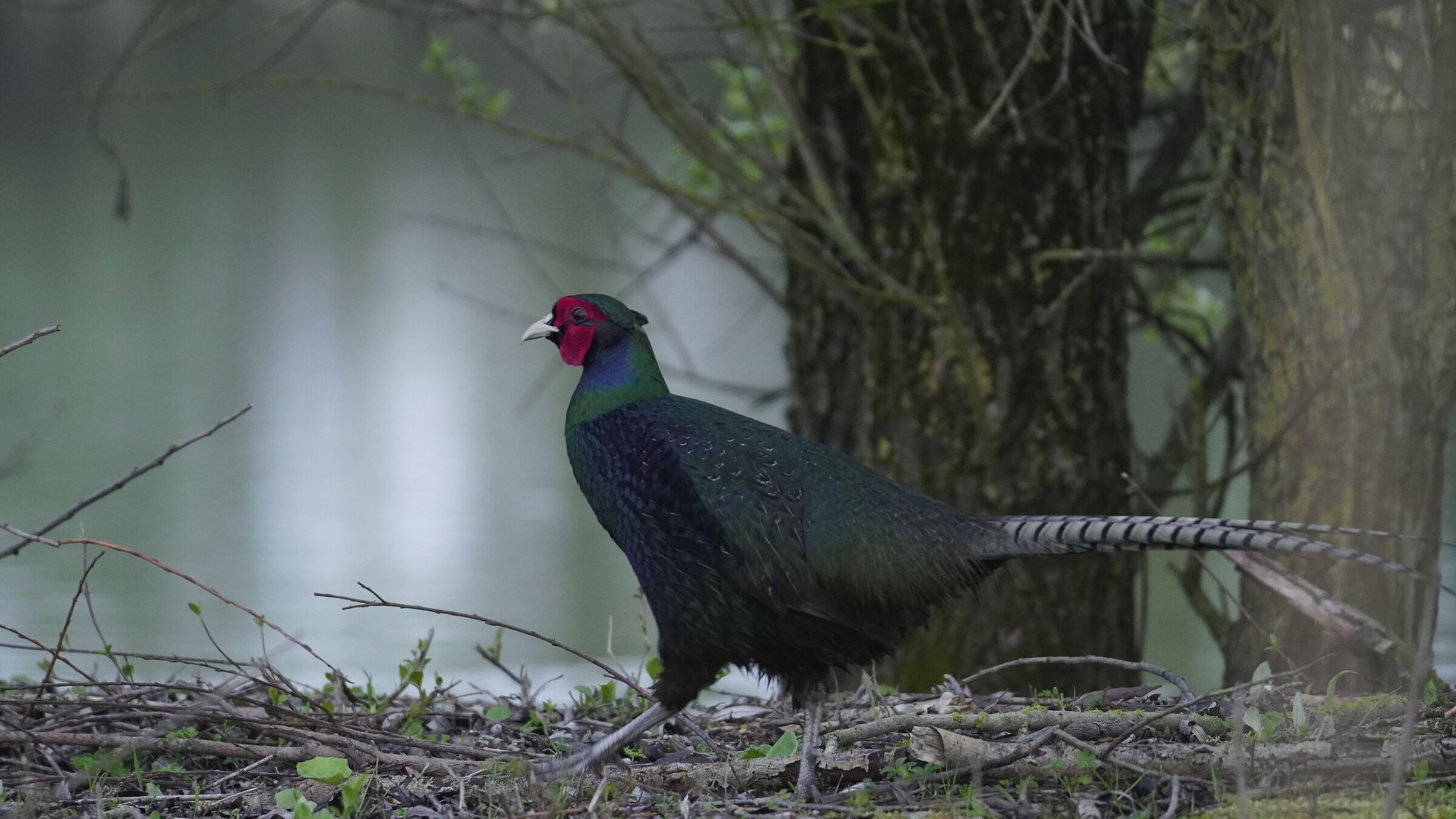 Male Gloomy Pheasant