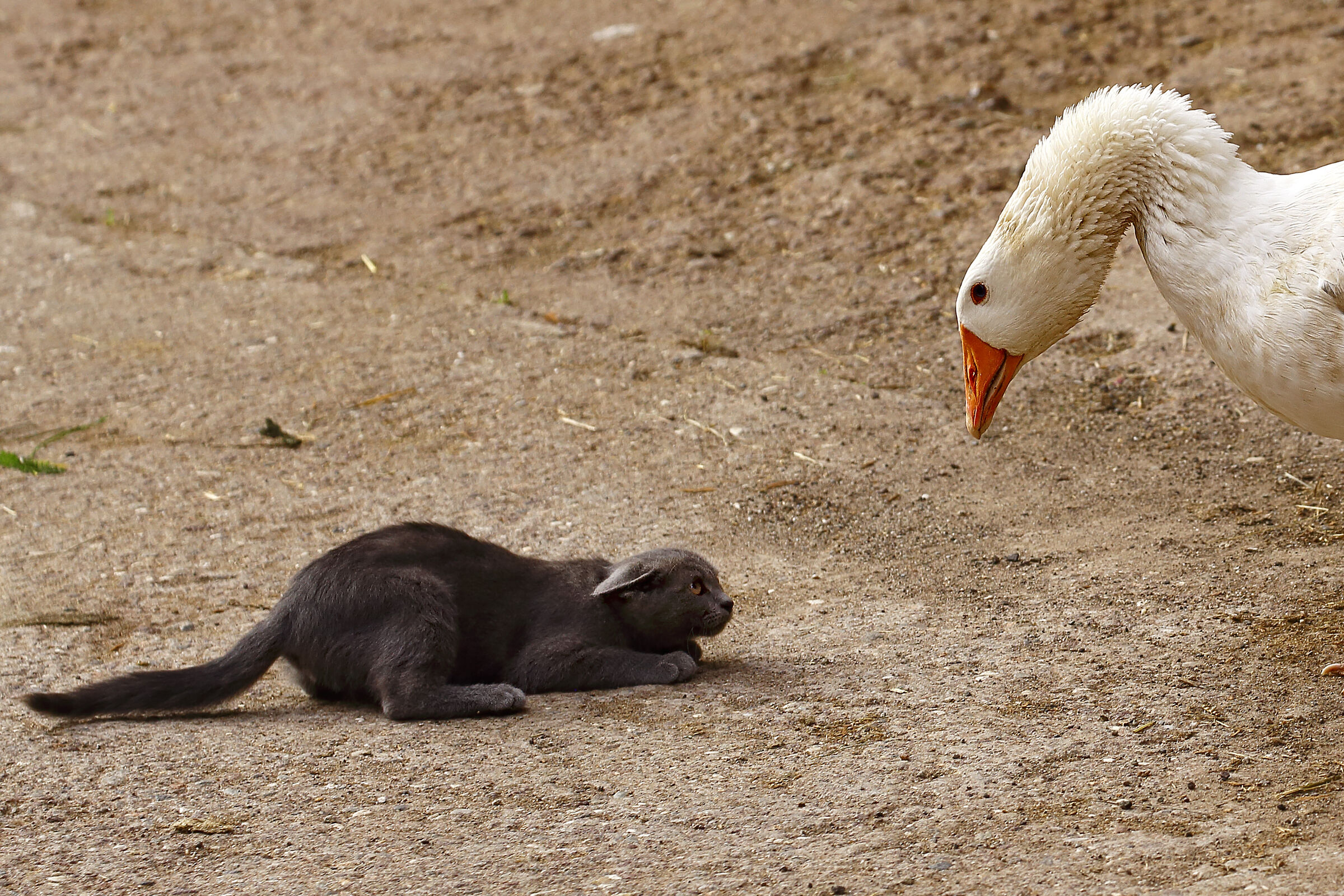 Mi scusi tanto signora oca!