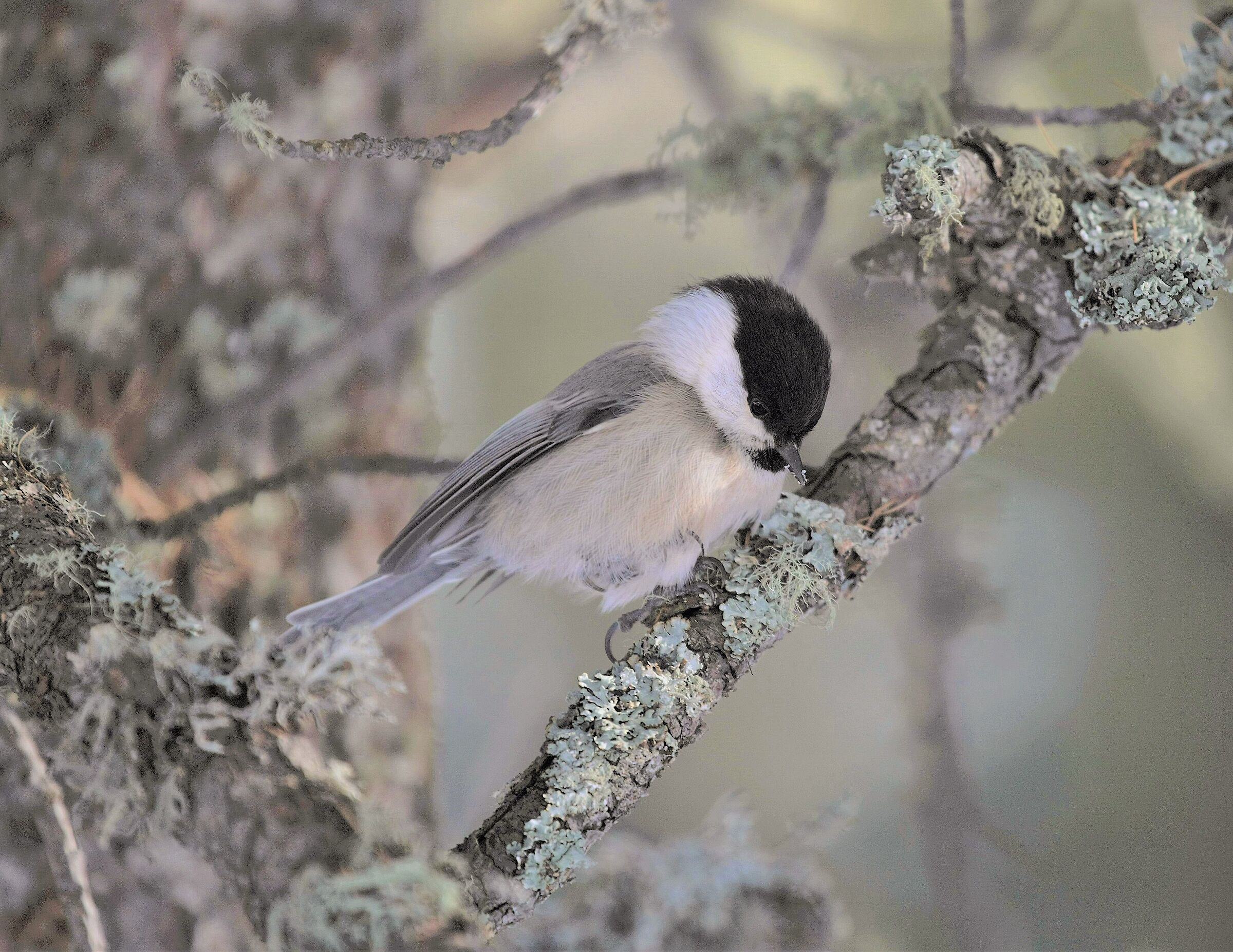 il folletto delle peccete