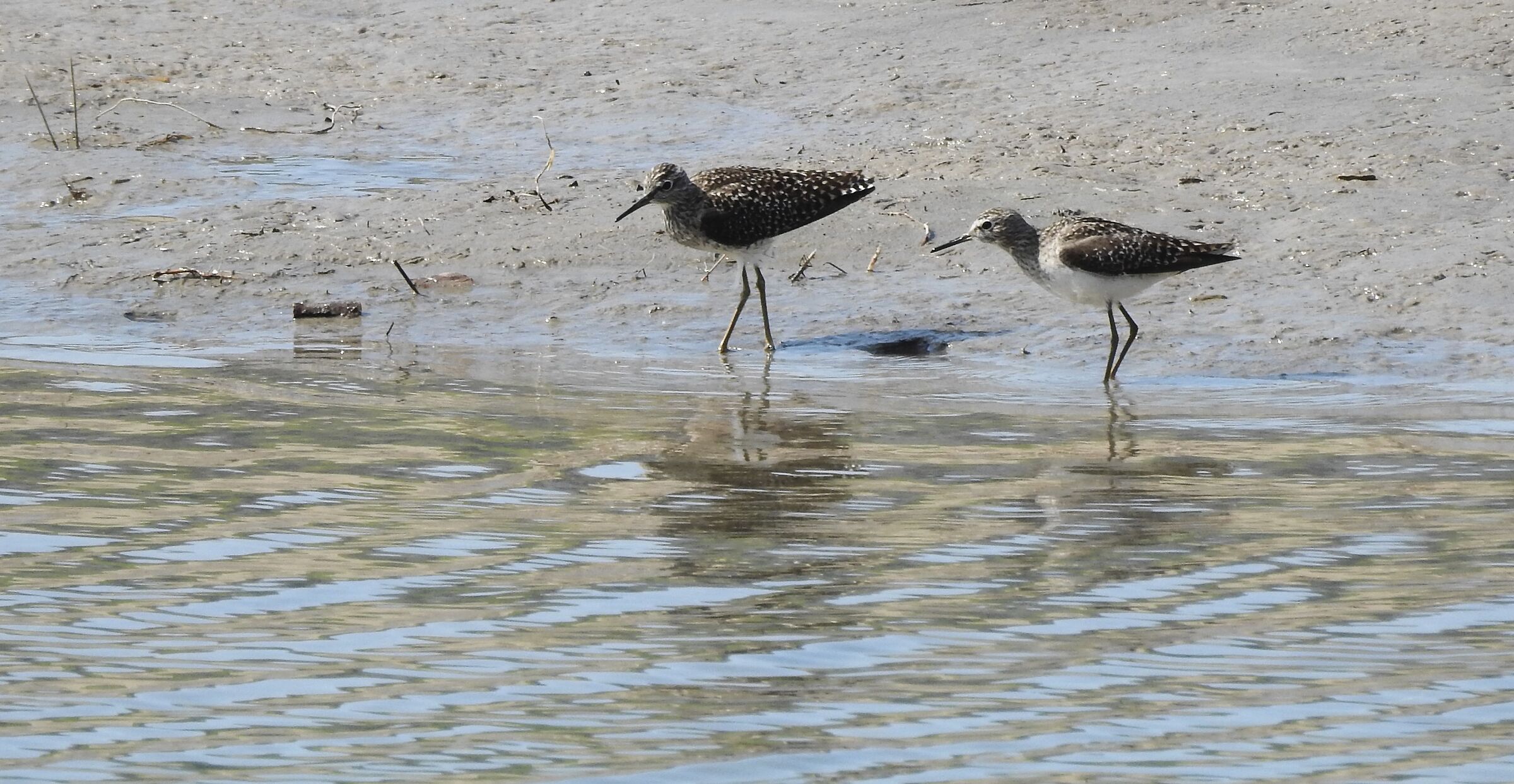 Wood Sandpiper