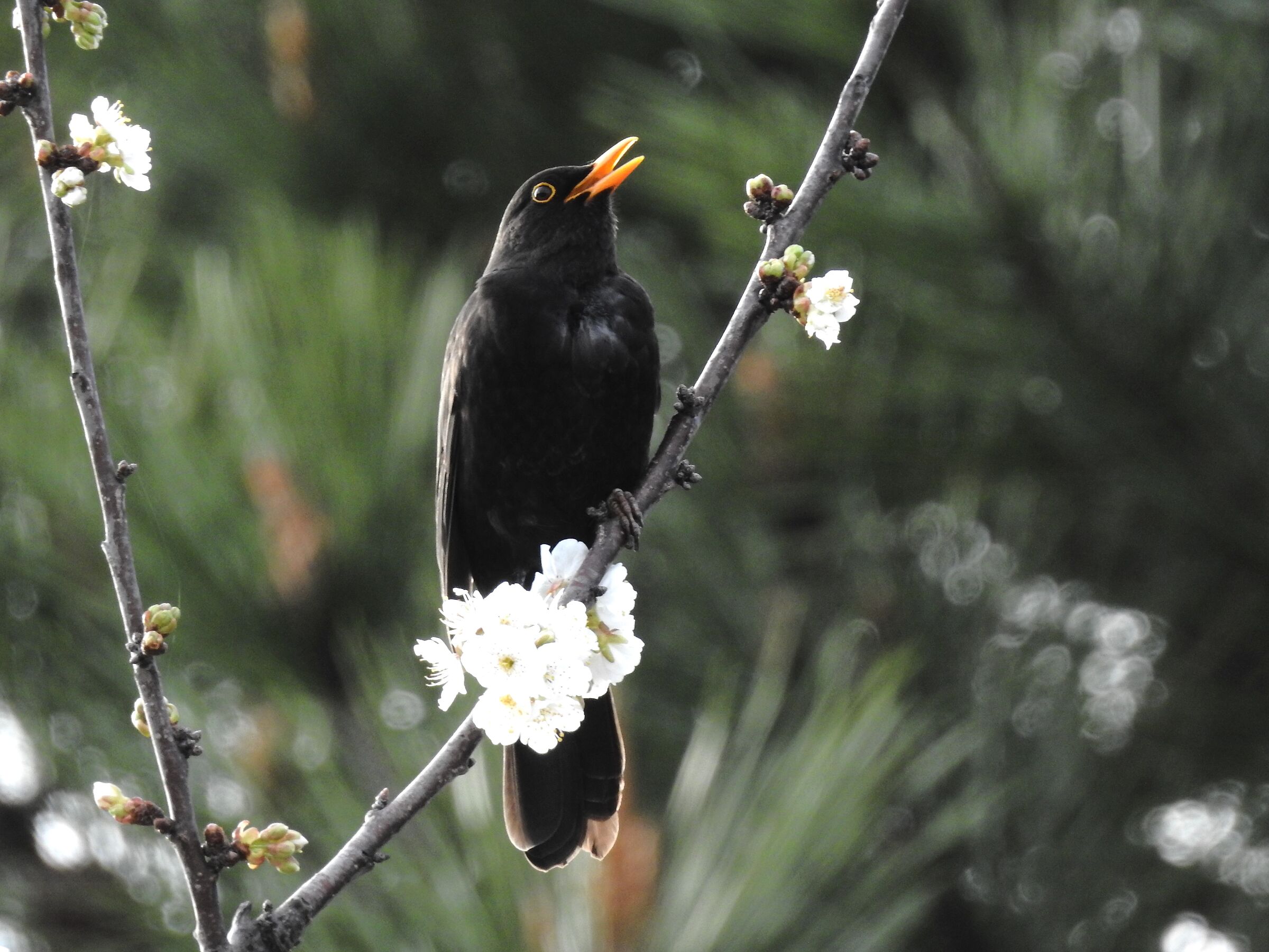 Spring is coming, we hope