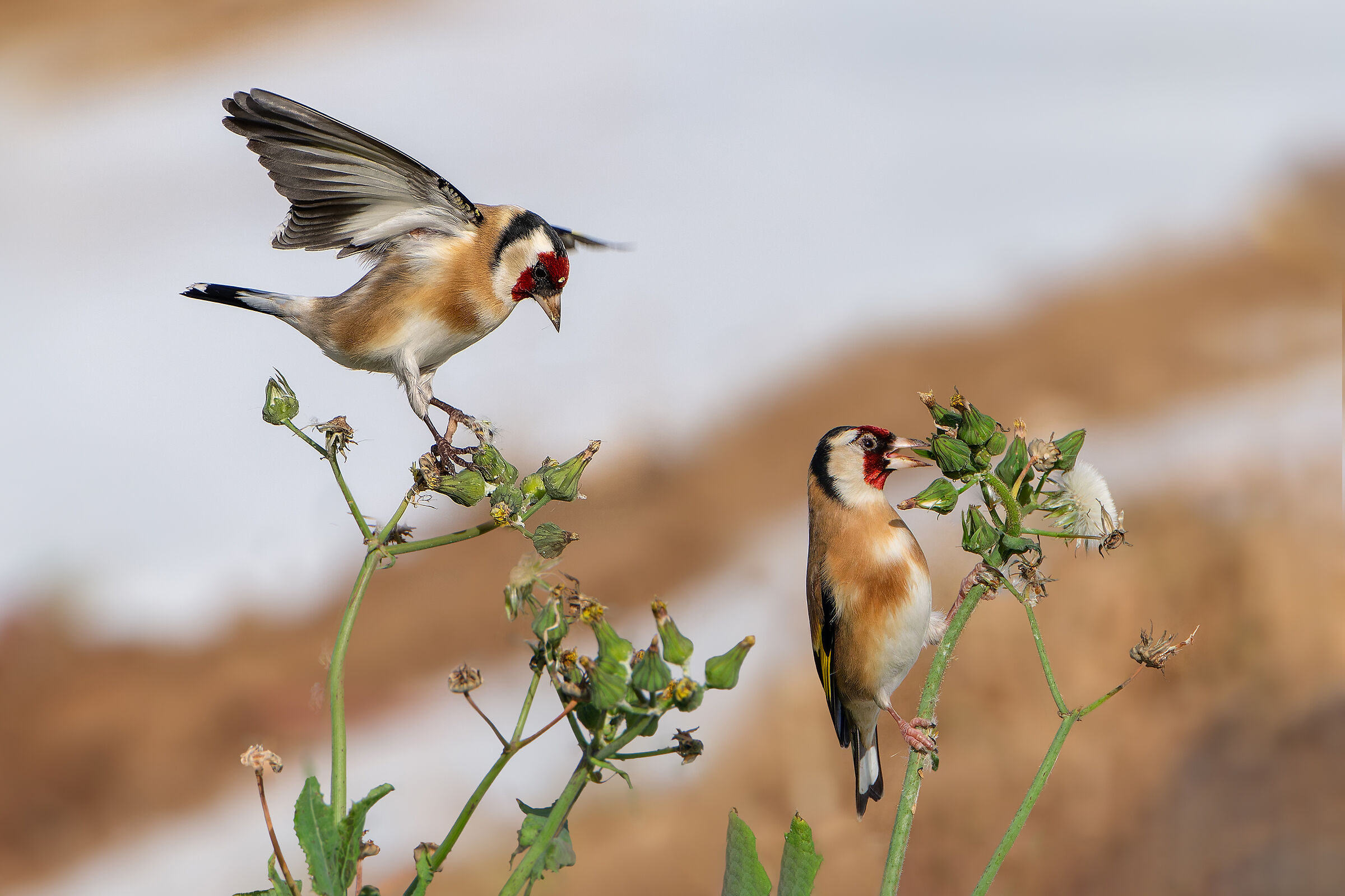 Goldfinches