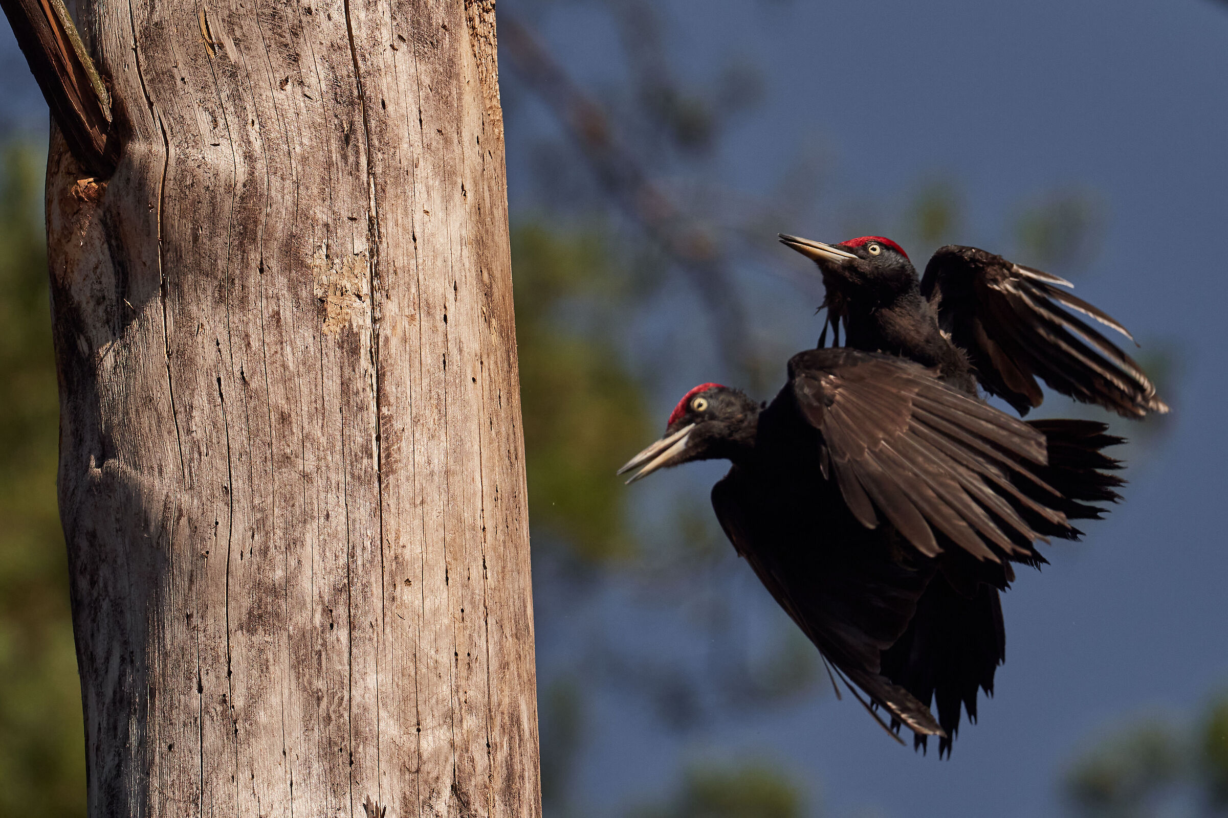 2x Black Woodpecker