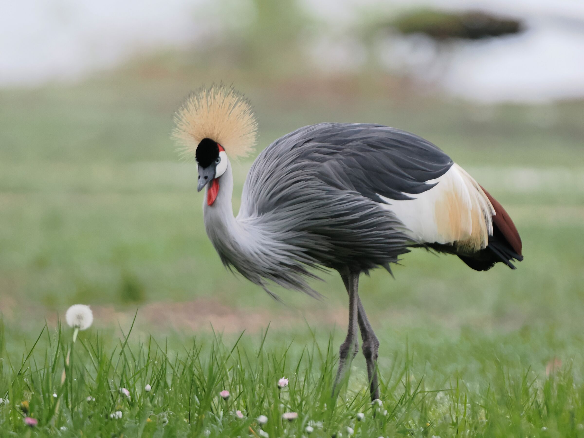 Crowned crane (Balearica regulorum)