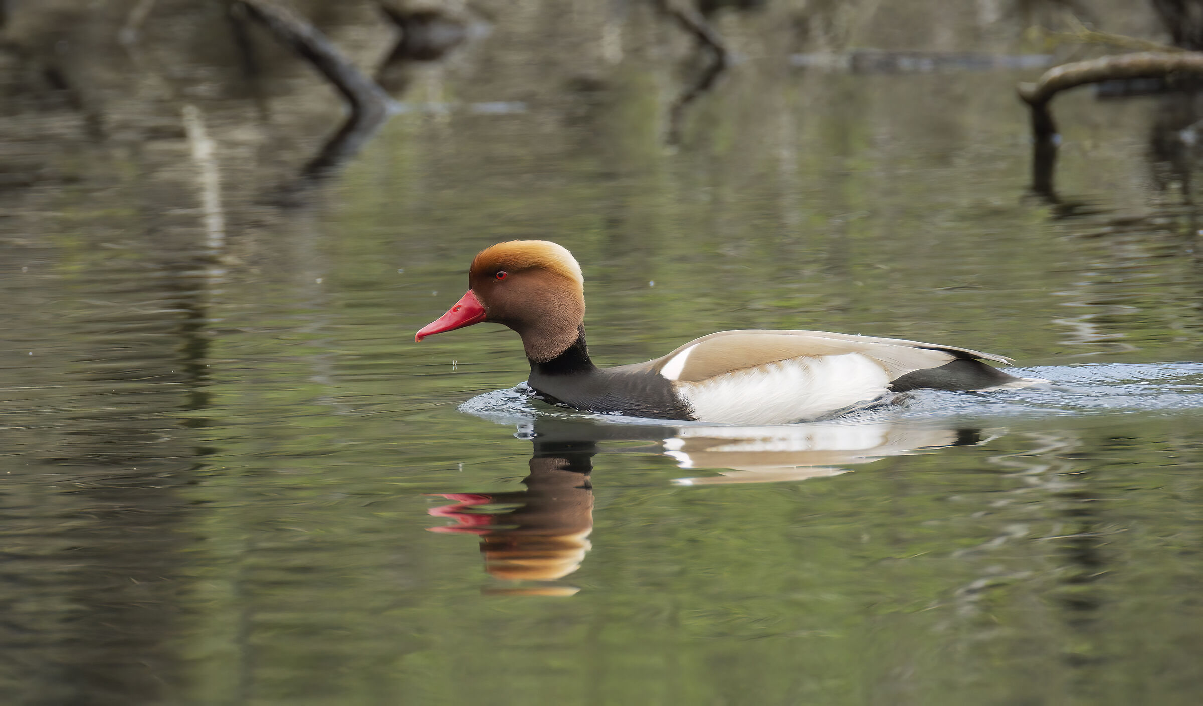 Red-crested pochard