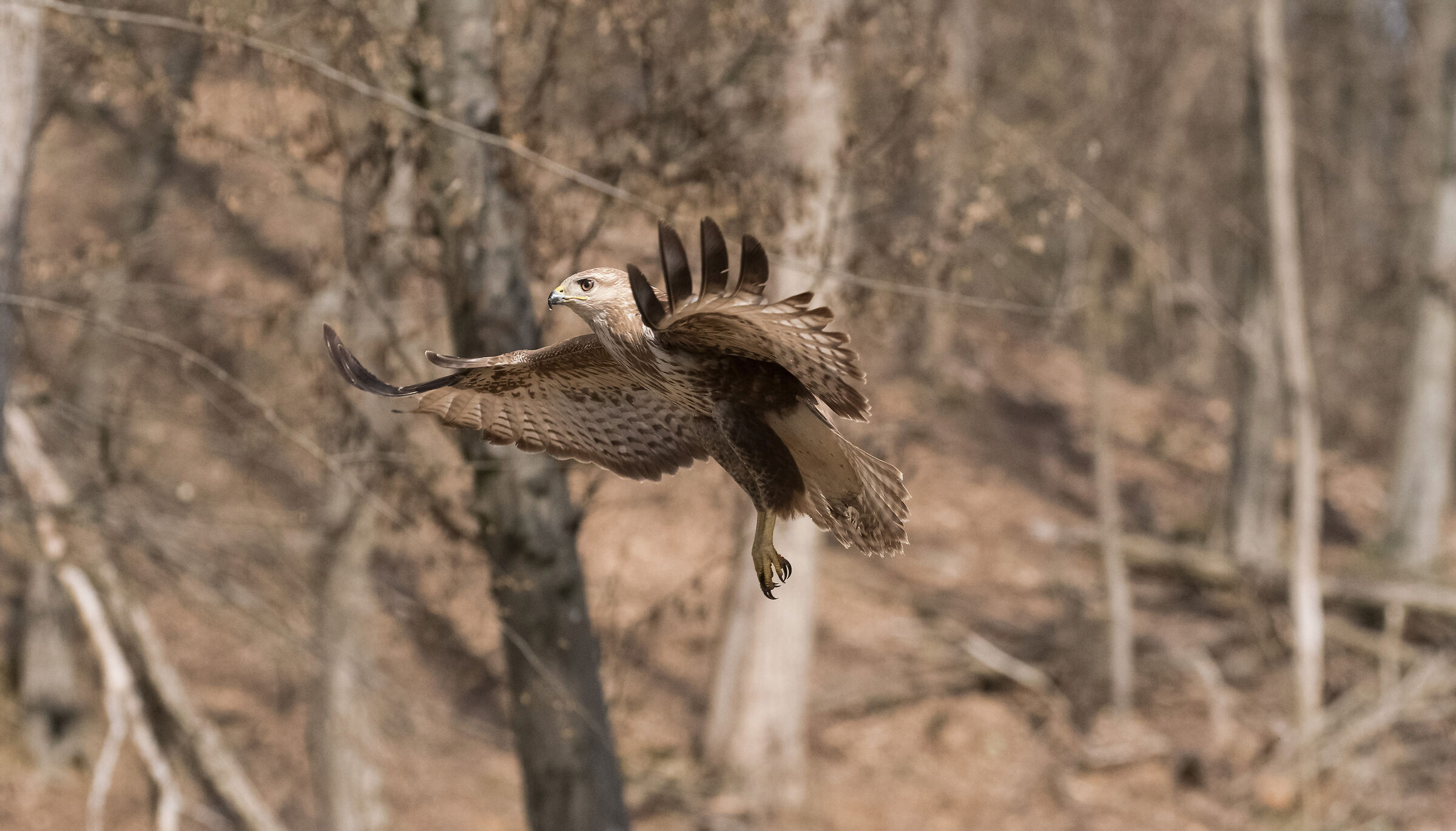 buzzard